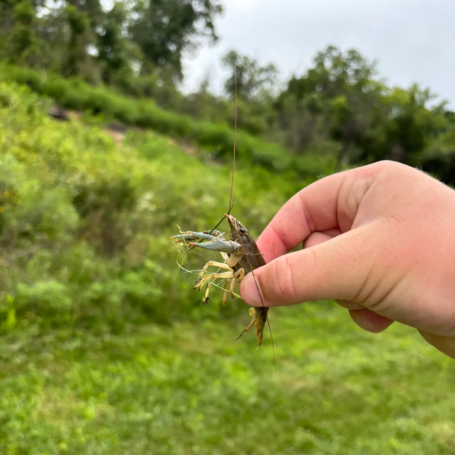 The most recent Virile crayfish catches on Fishbrain