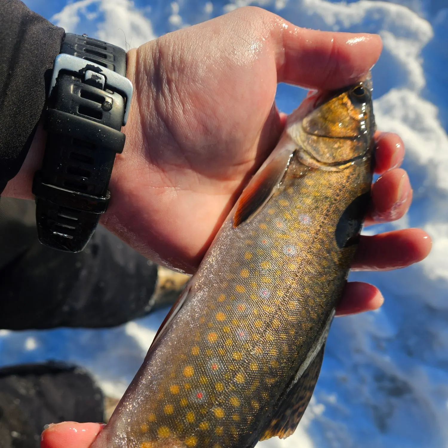 The most recent Splake catches on Fishbrain