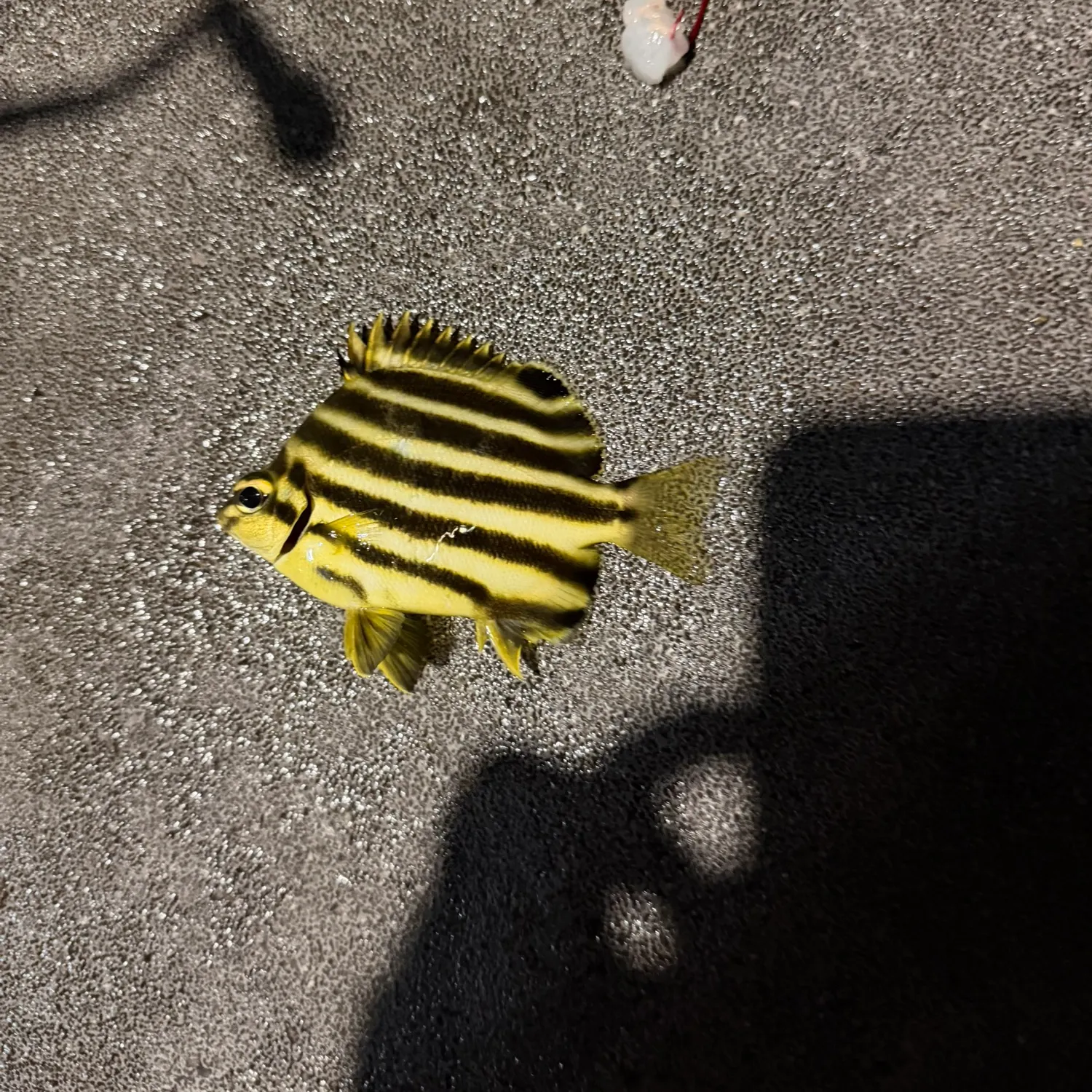 The most recent Stripey catches on Fishbrain