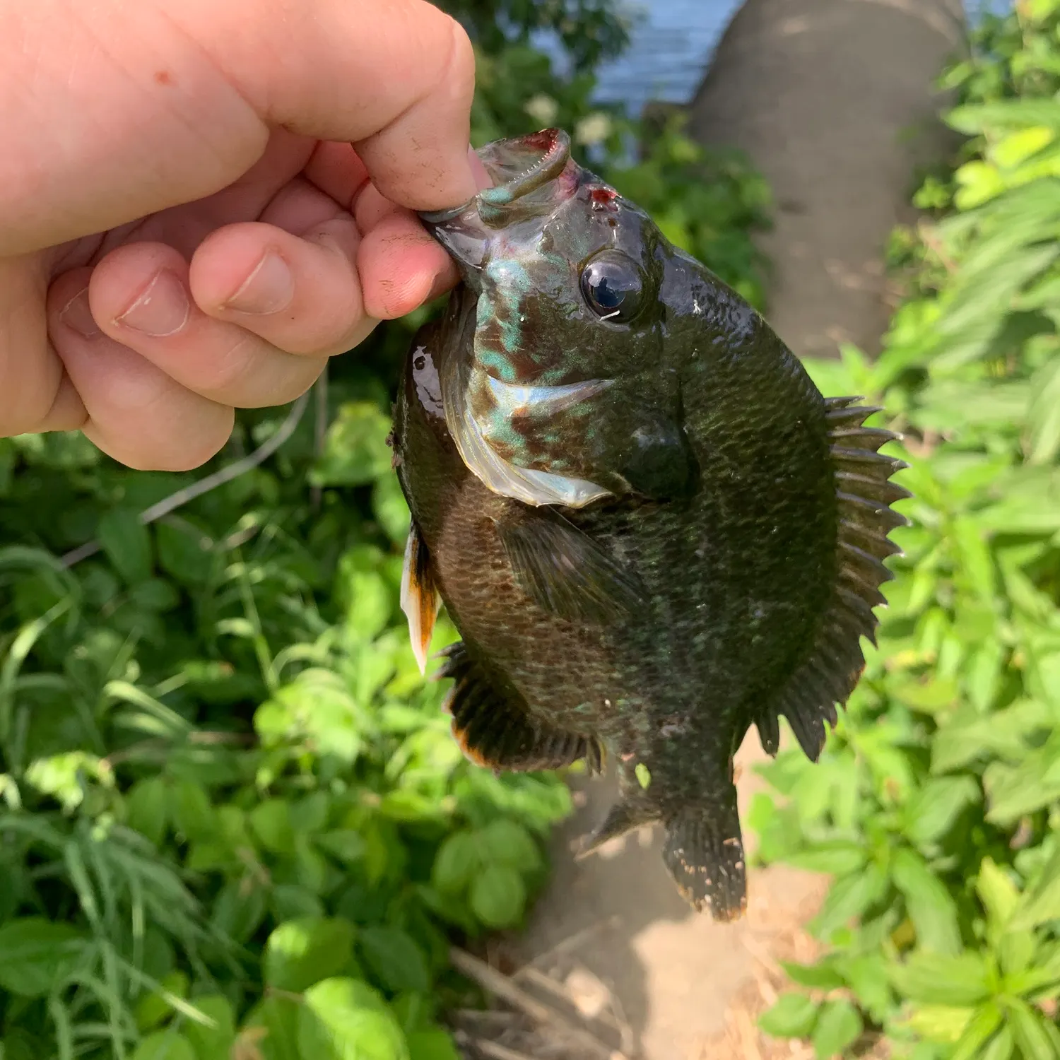 catch