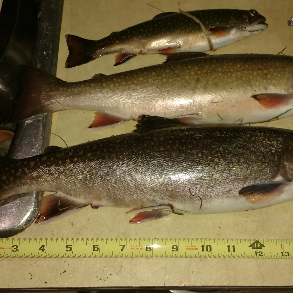 recently logged catches