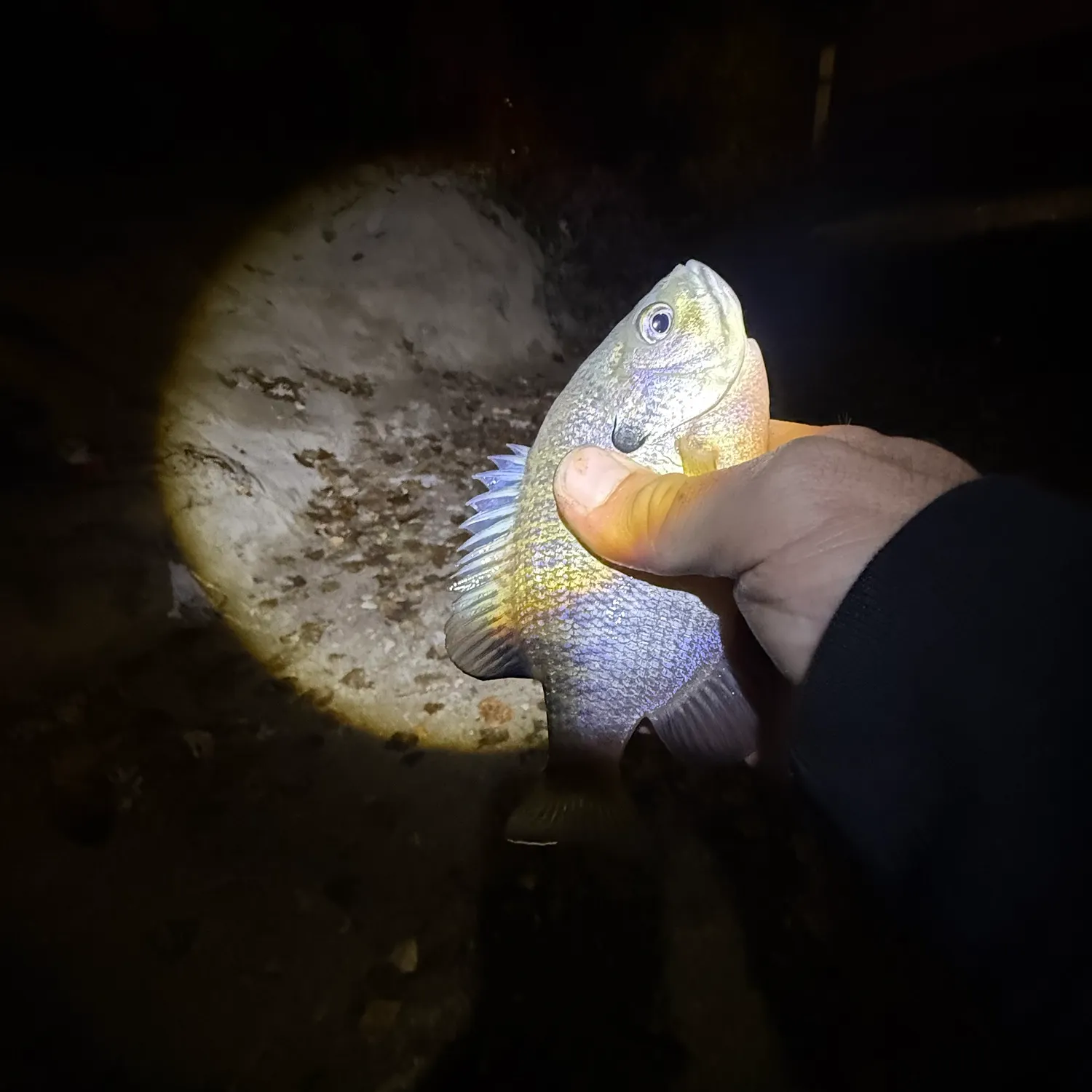 Freshwater drum caught on Fishbrain