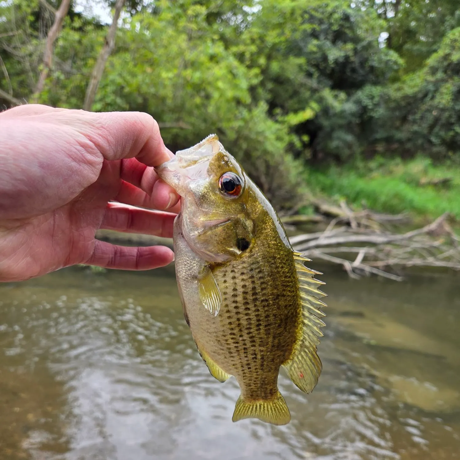 Rock bass caught on Fishbrain