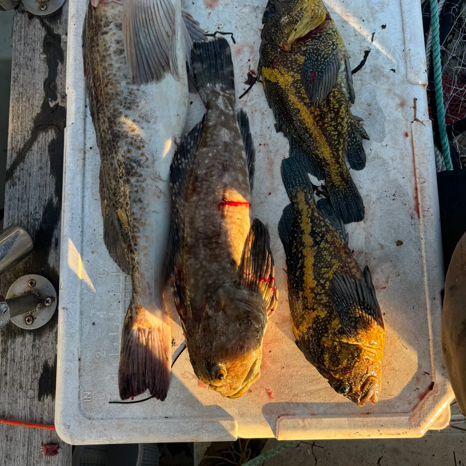 recently logged catches