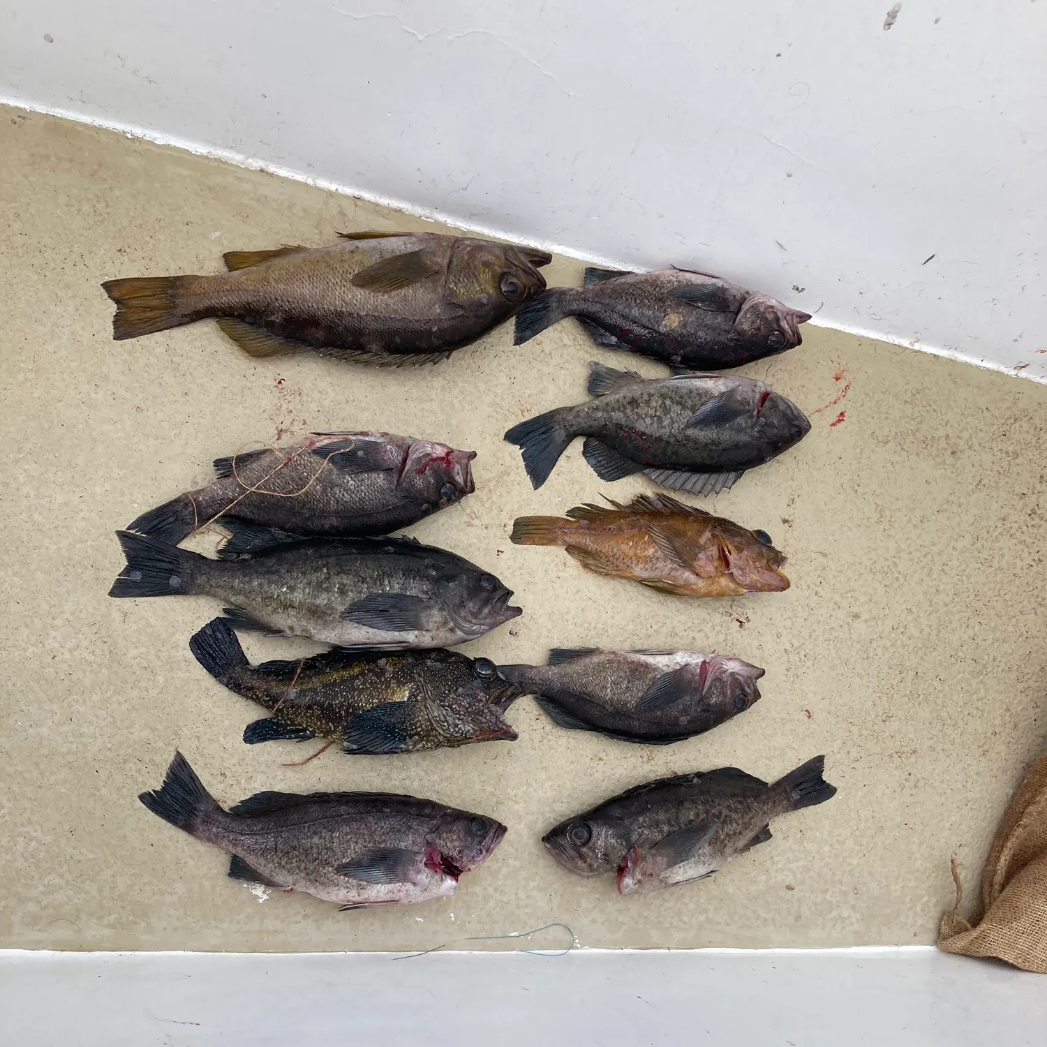 The most recent Deacon rockfish catches on Fishbrain