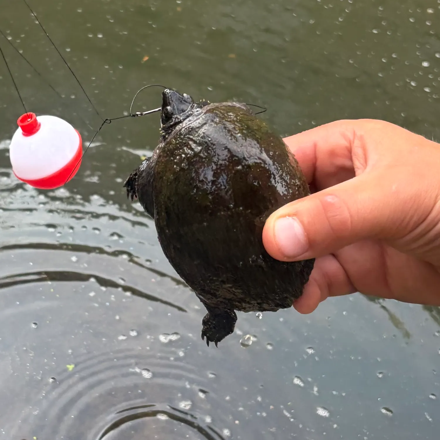 The most recent Eastern mud turtle catches on Fishbrain