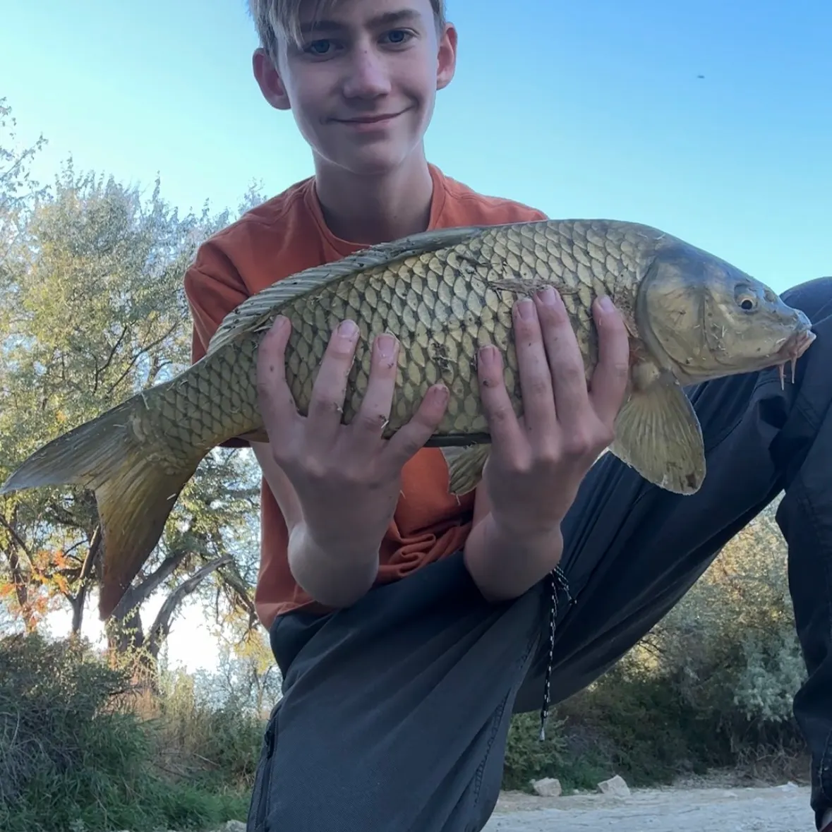 Common carp caught on Fishbrain