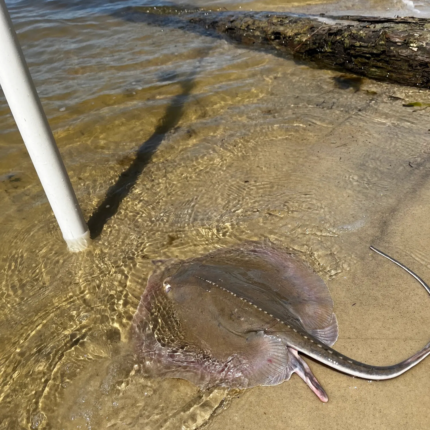 The most recent Atlantic stingray catches on Fishbrain