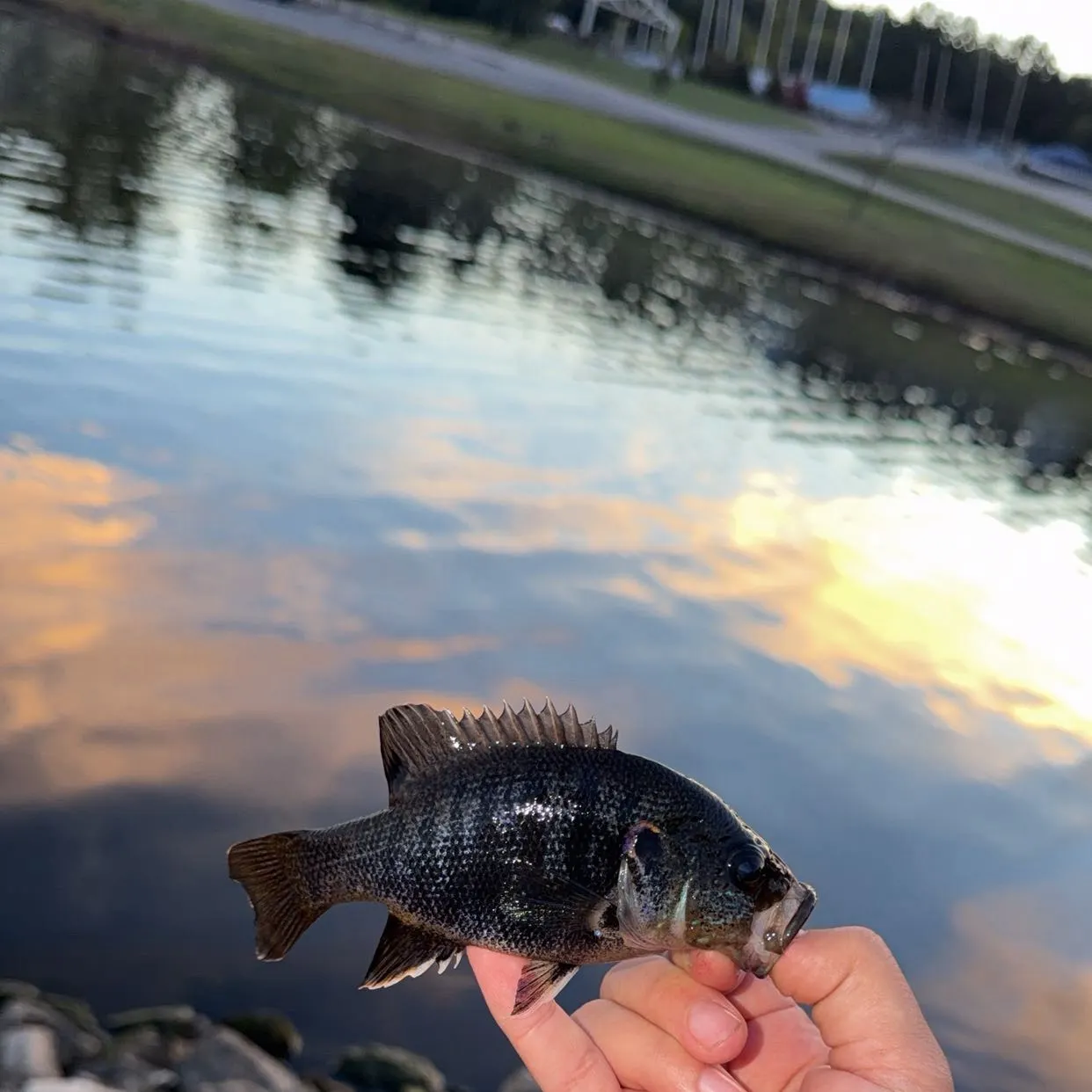 Warmouth x green sunfish caught on Fishbrain