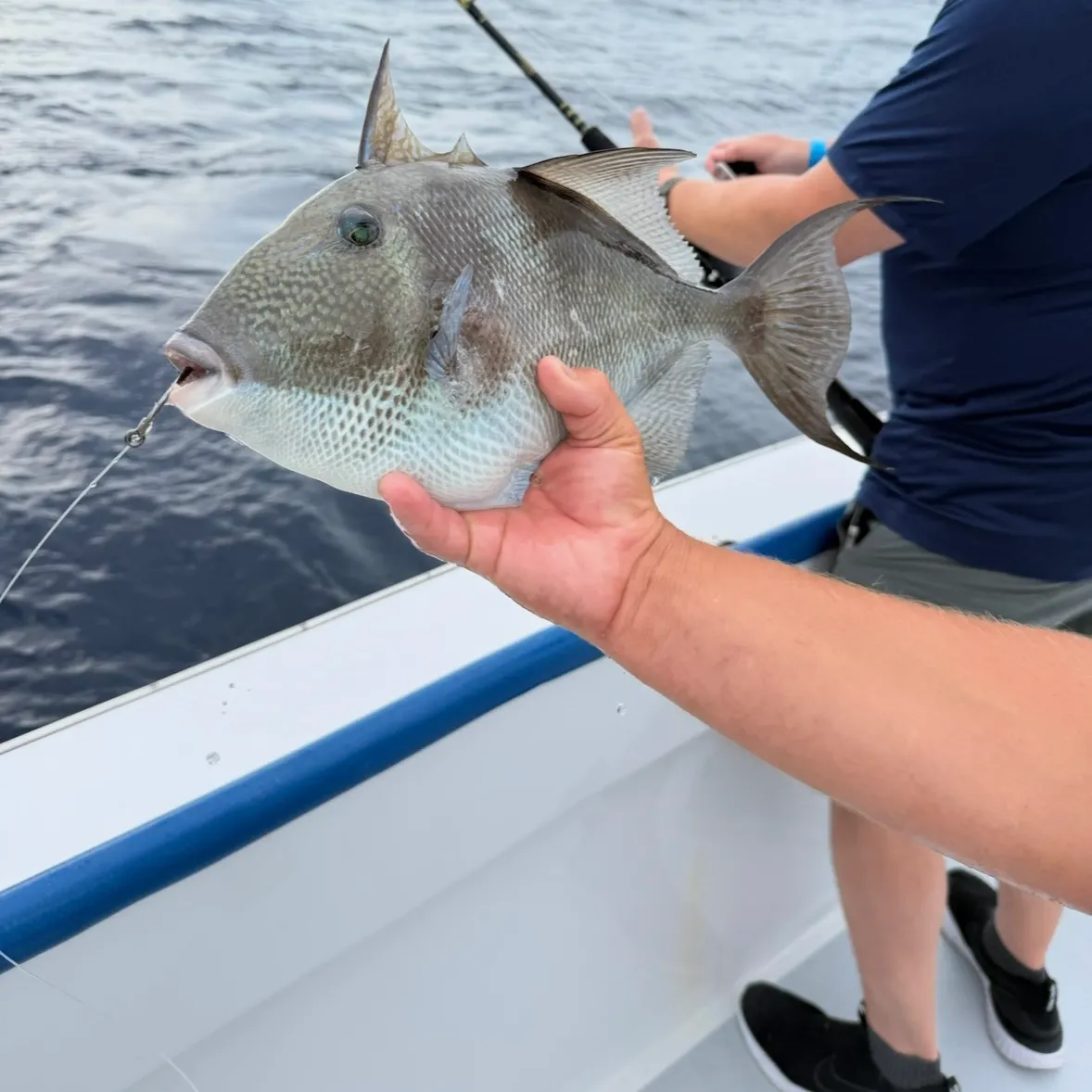 The most recent Grey triggerfish catches on Fishbrain