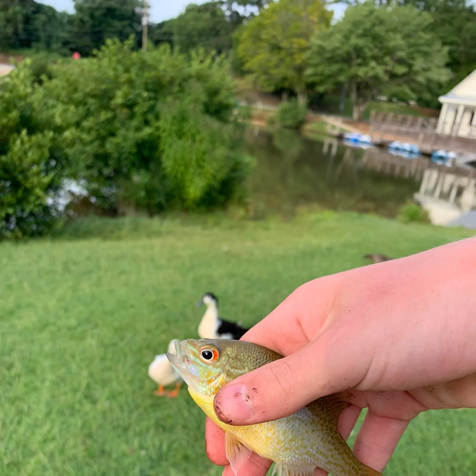 catch