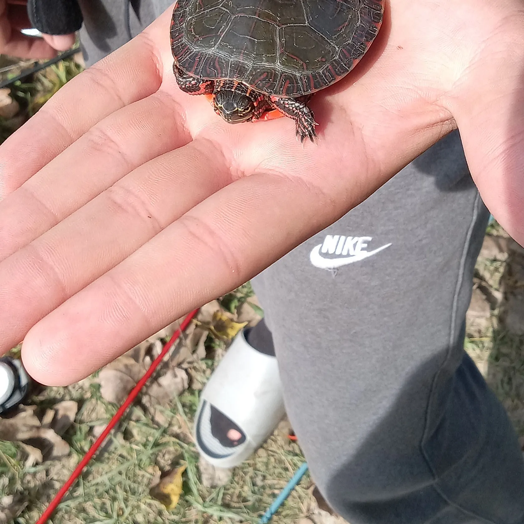 Painted turtle caught on Fishbrain