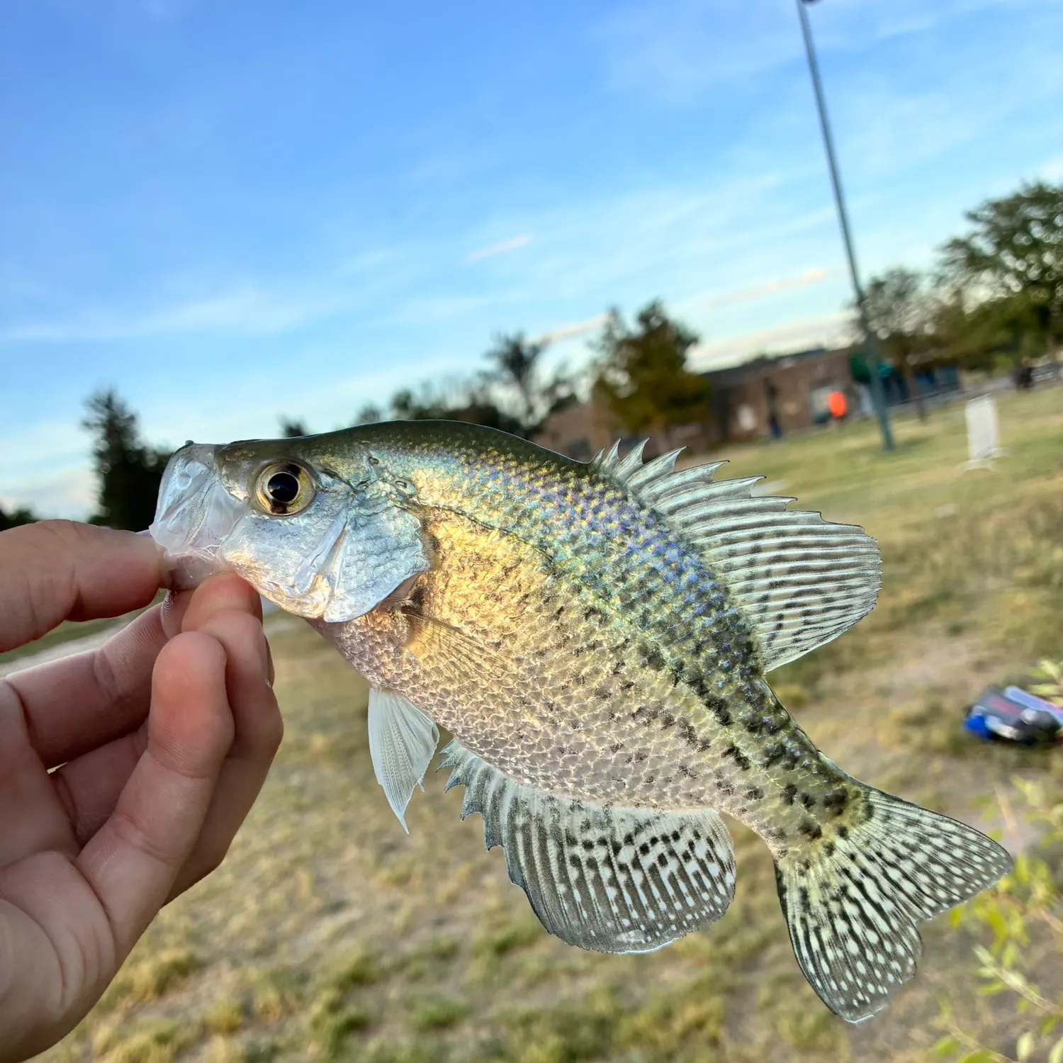 White crappie caught on Fishbrain