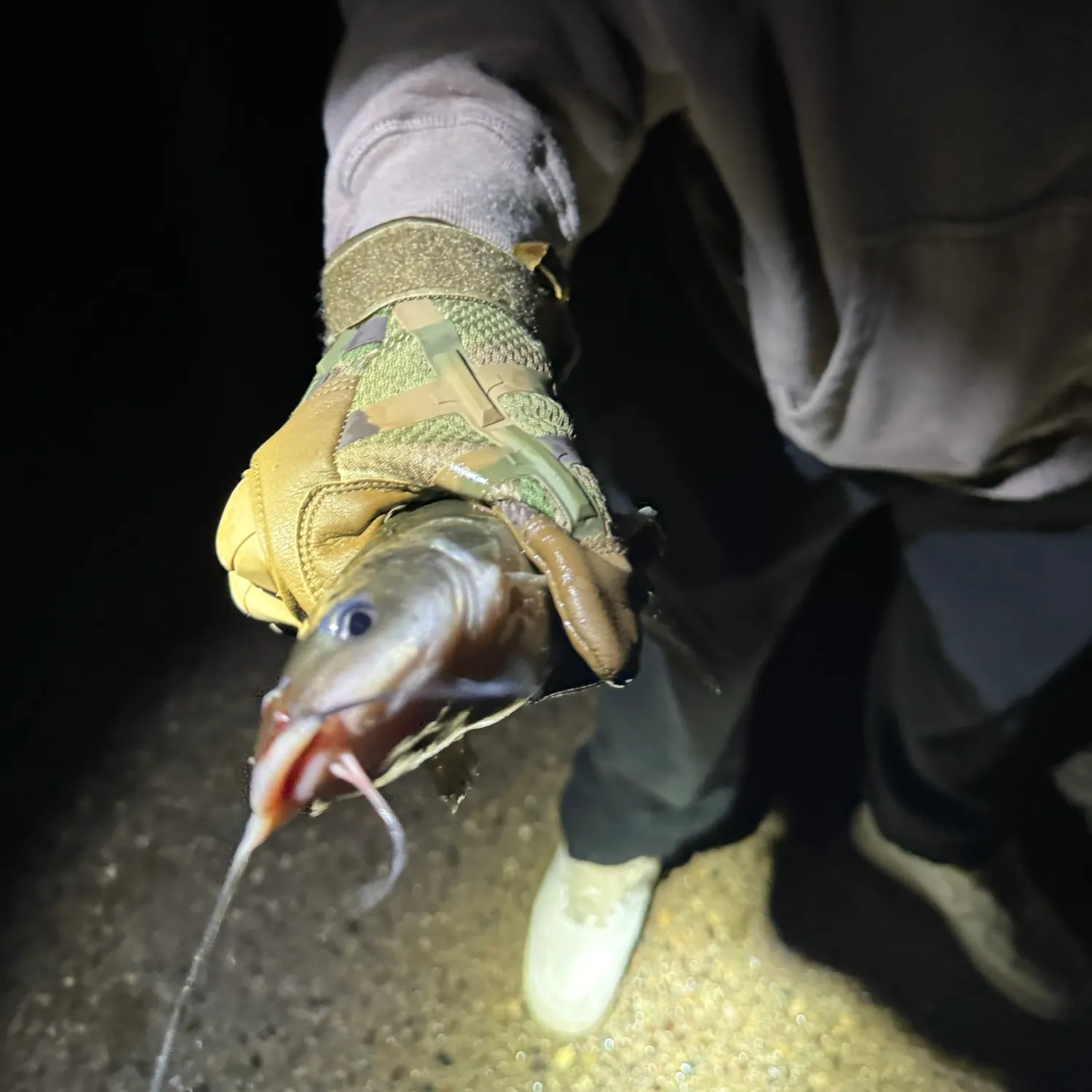 Channel catfish caught on Fishbrain