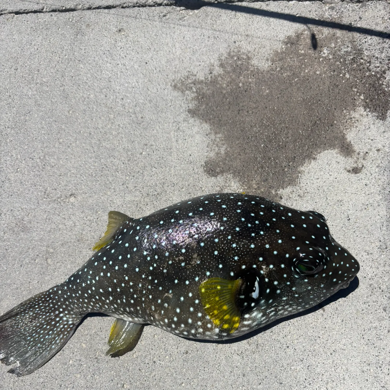 The most recent Blue-spotted puffer catches on Fishbrain