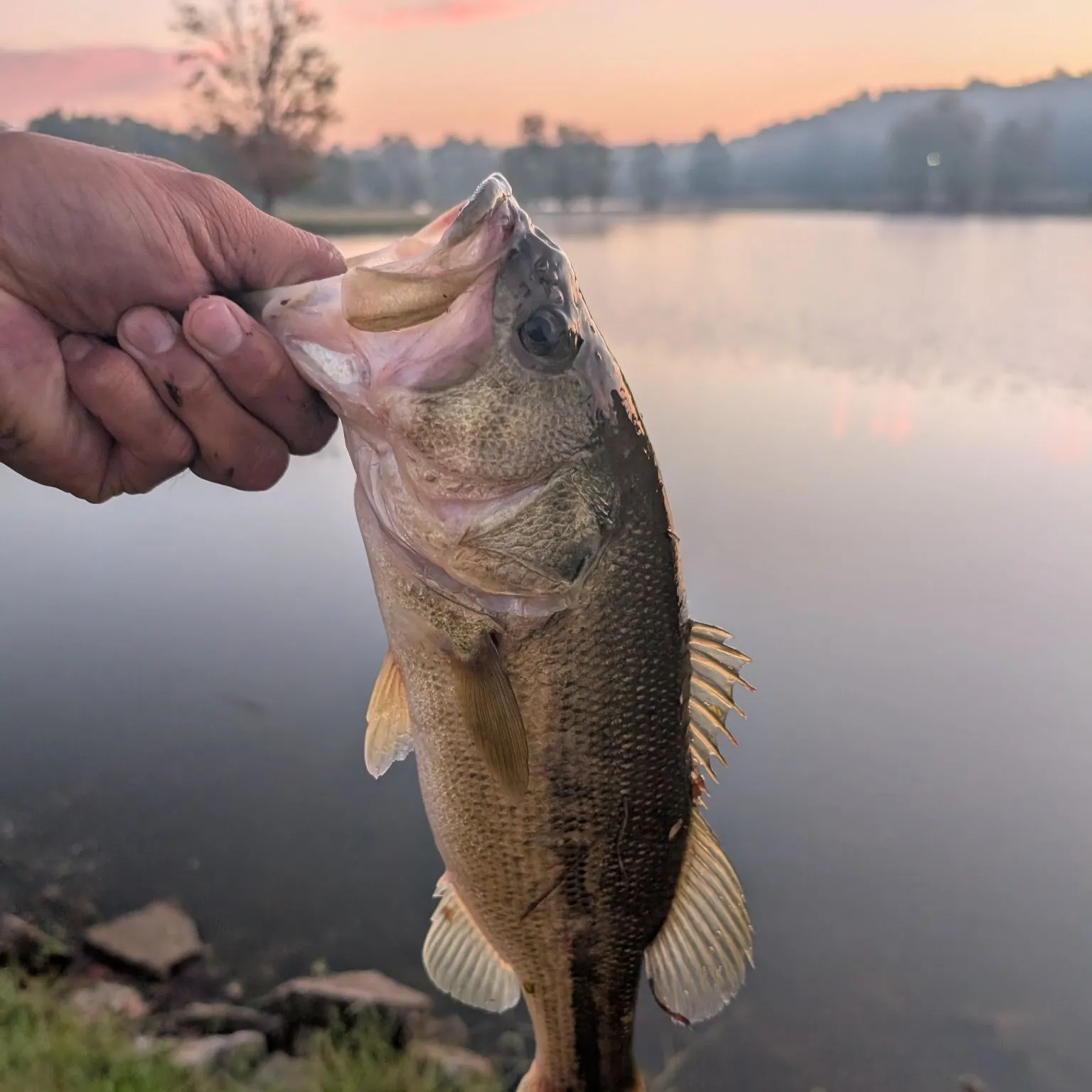 Largemouth bass caught on Fishbrain