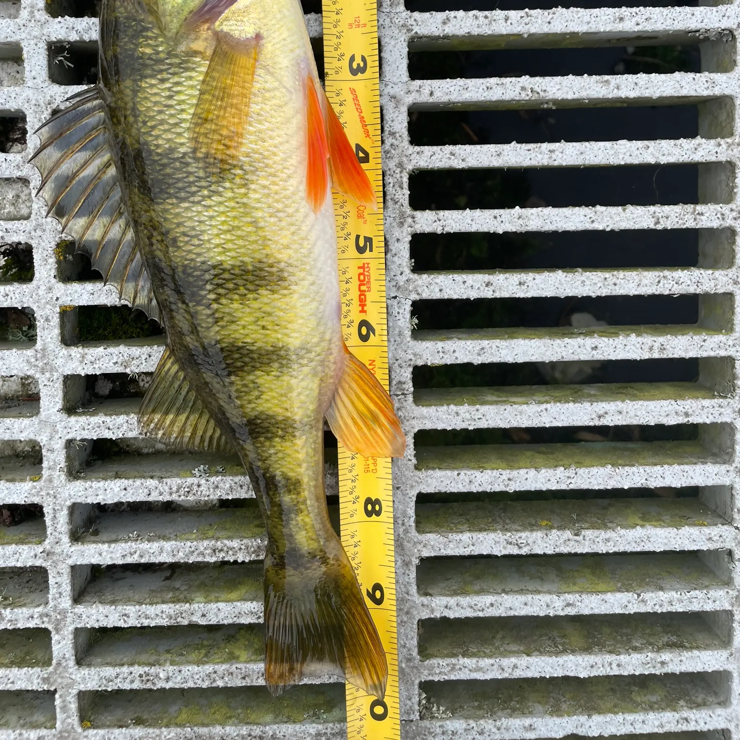 Yellow perch caught on Fishbrain
