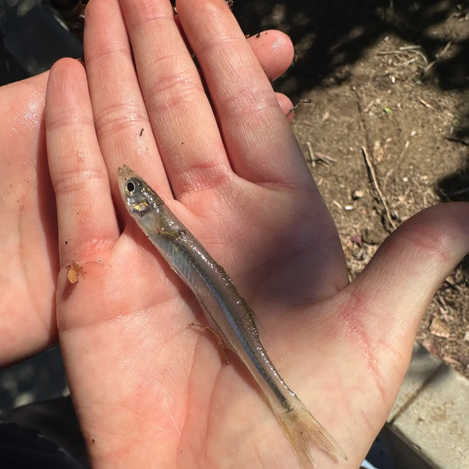 The most recent Brook silverside catches on Fishbrain