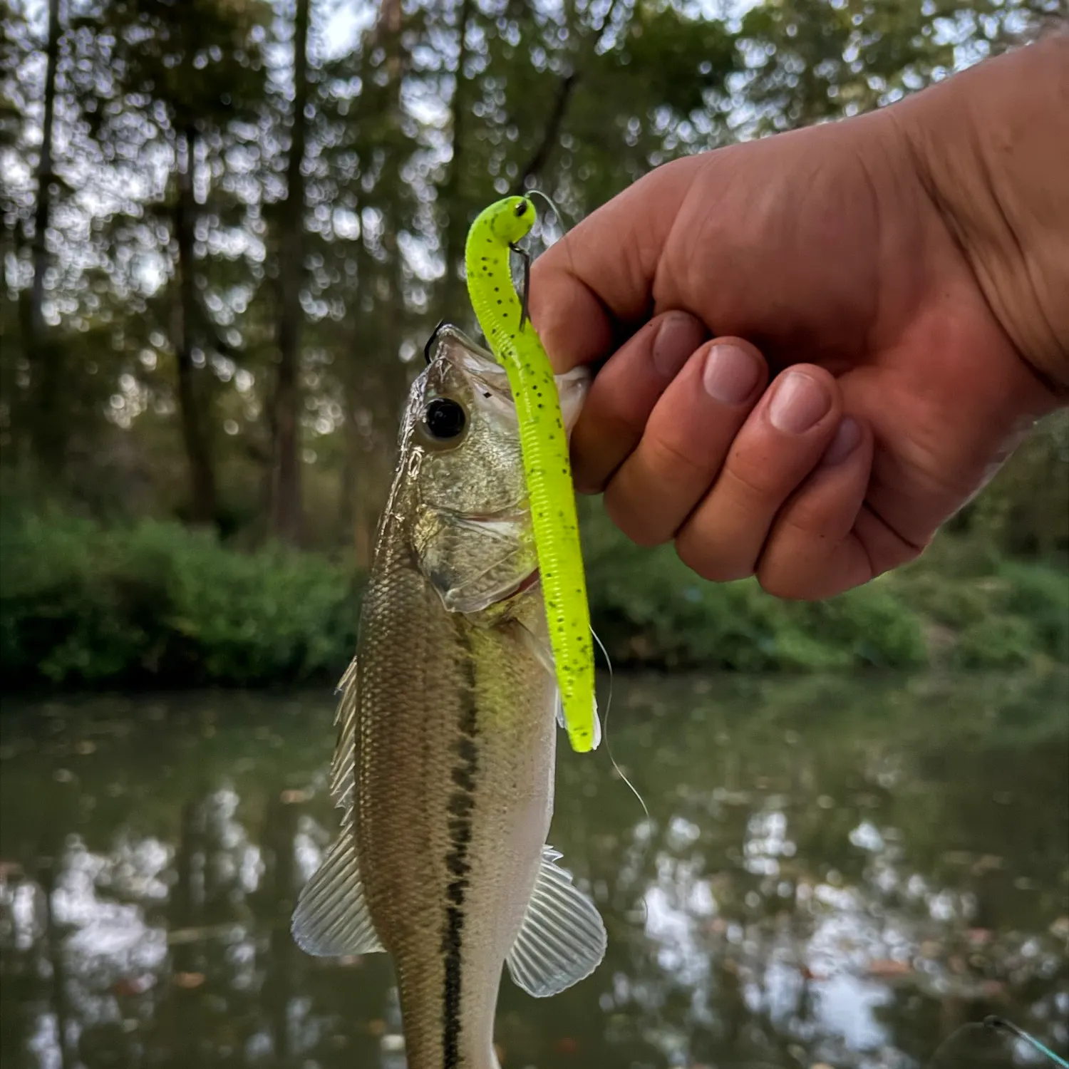 Largemouth bass caught on Fishbrain