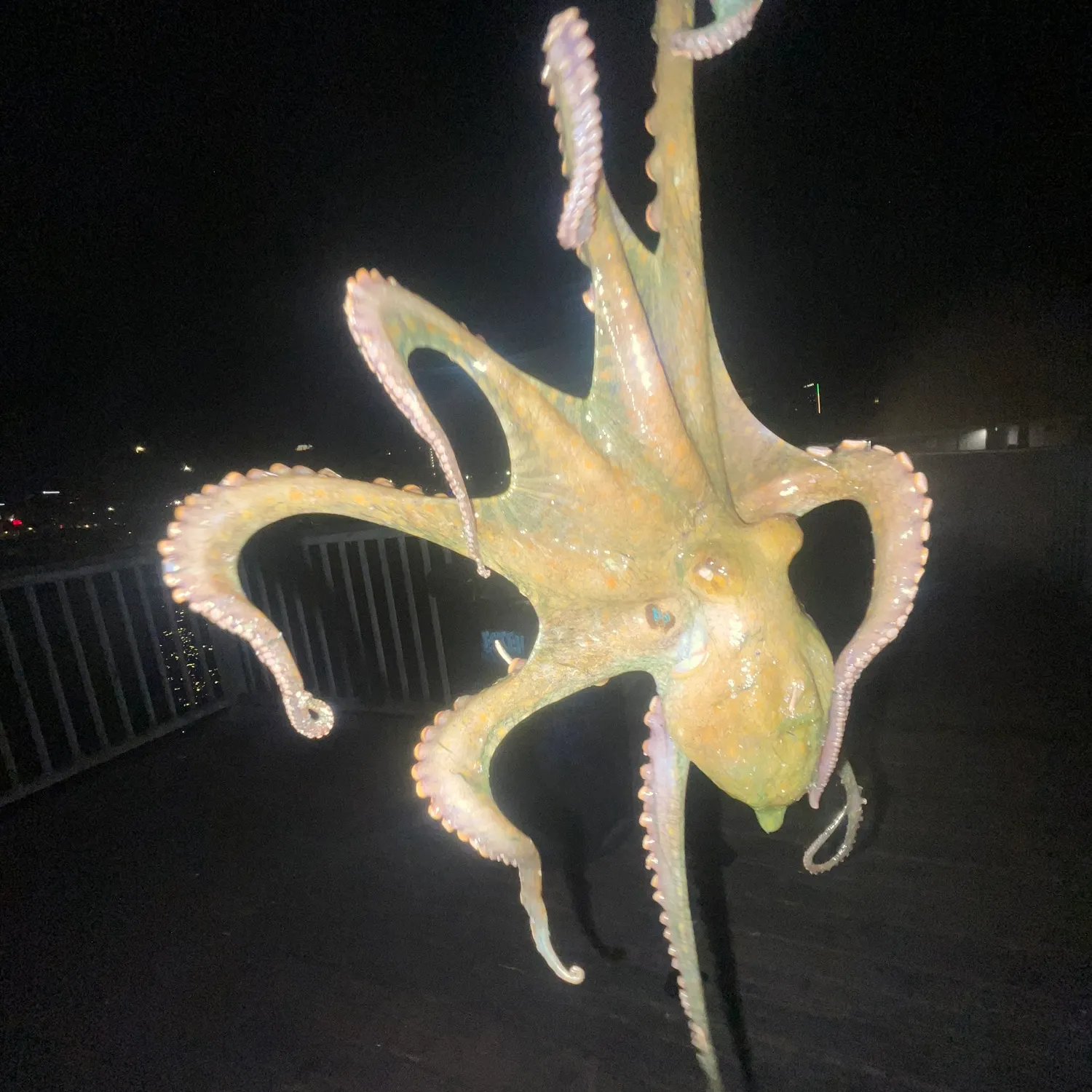 The most recent California two-spot octopus catches on Fishbrain