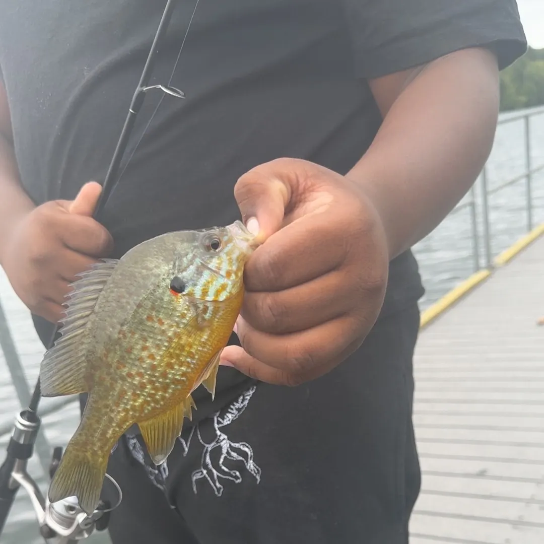 Pumpkinseed caught on Fishbrain