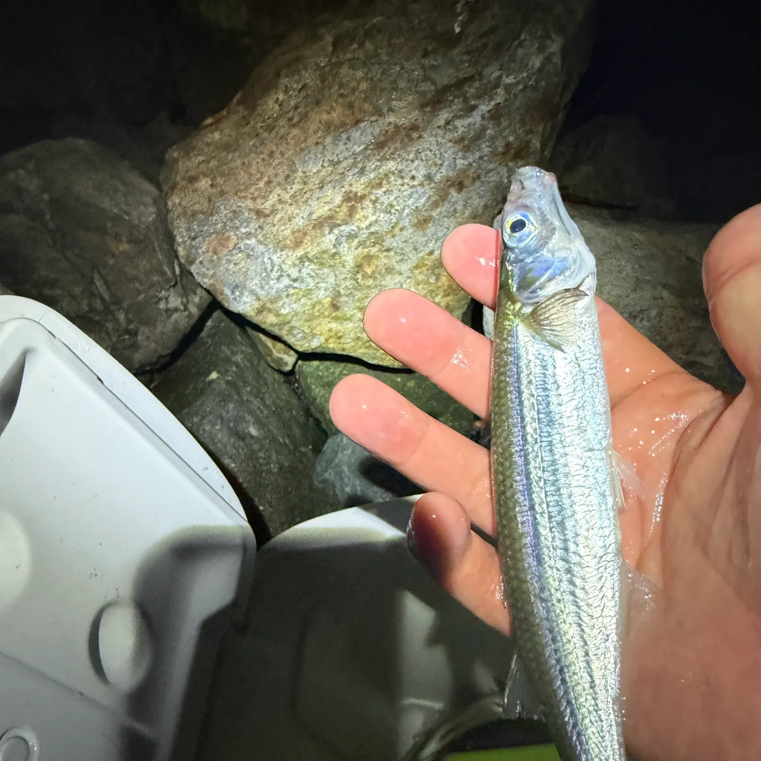 Topsmelt silverside caught on Fishbrain