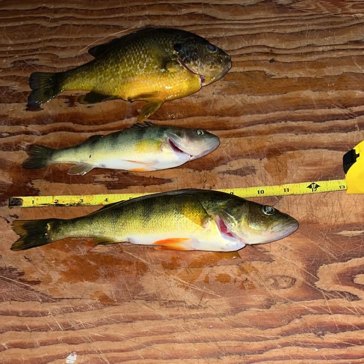 recently logged catches