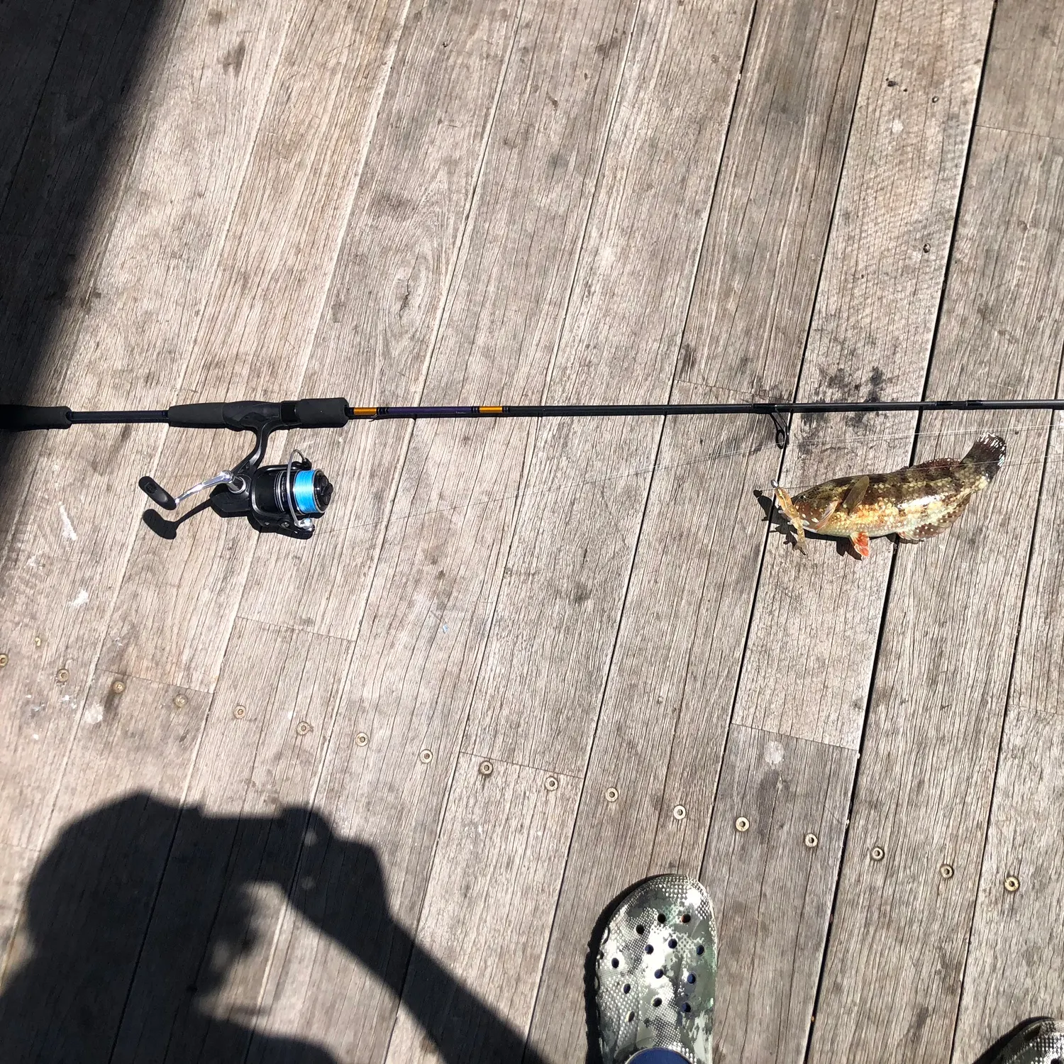 The most recent Brownspotted wrasse catches on Fishbrain