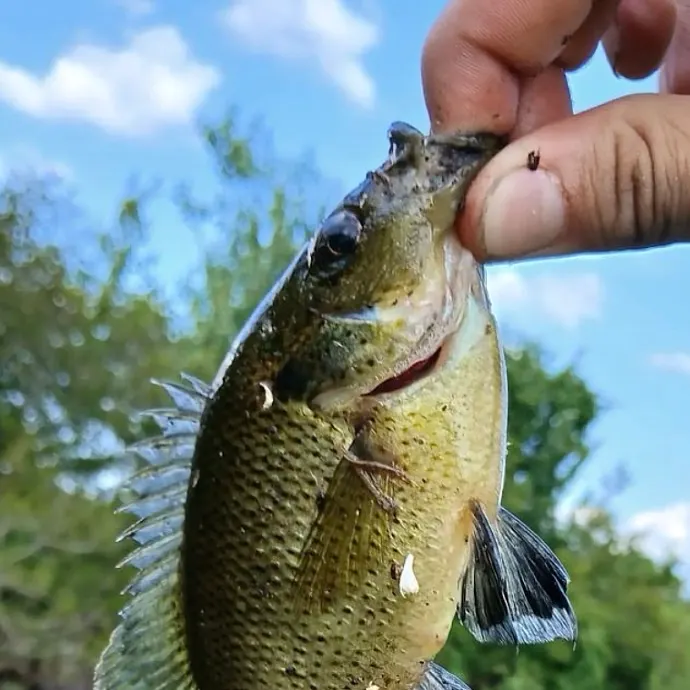 The most recent Spotted sunfish catches on Fishbrain
