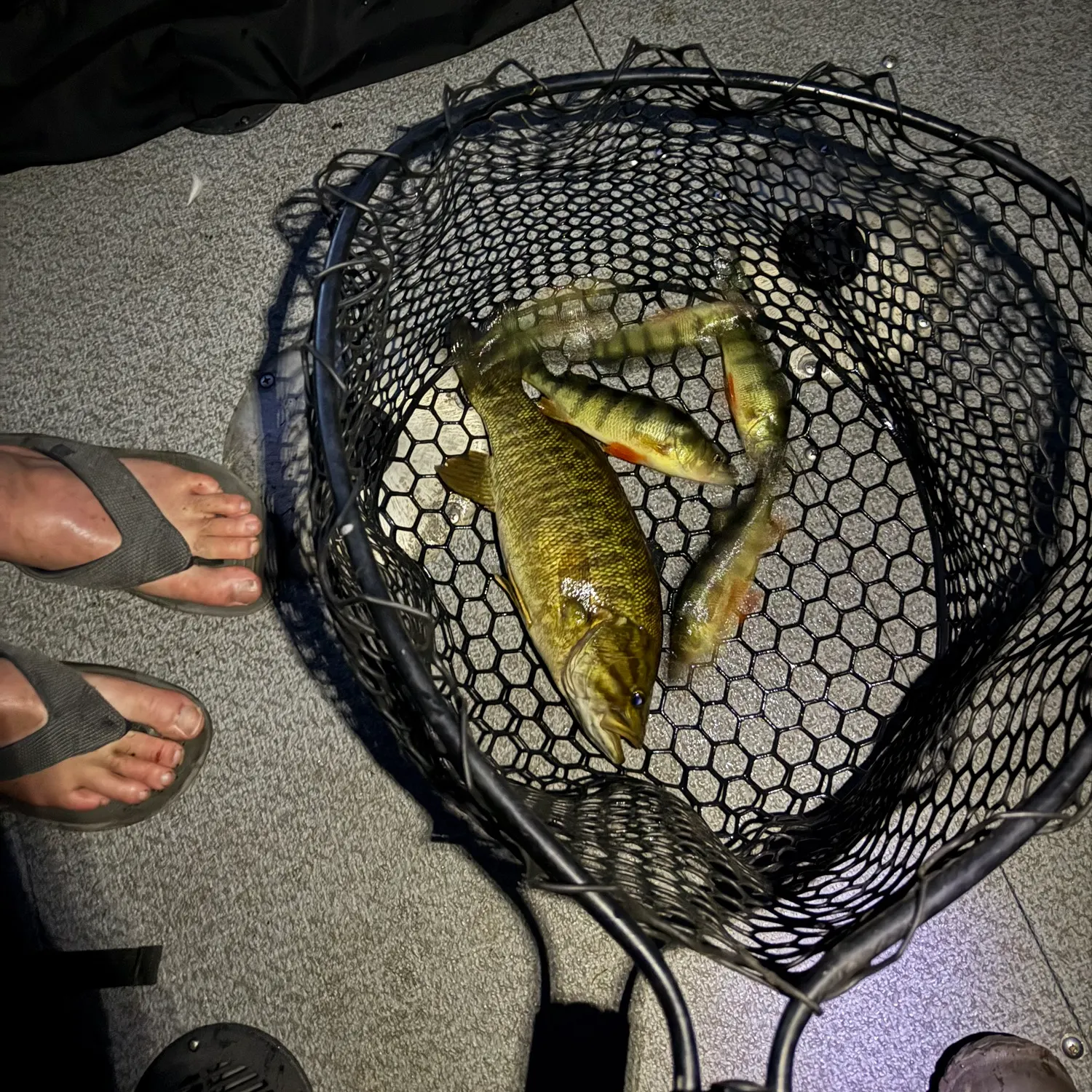 Yellow perch caught on Fishbrain