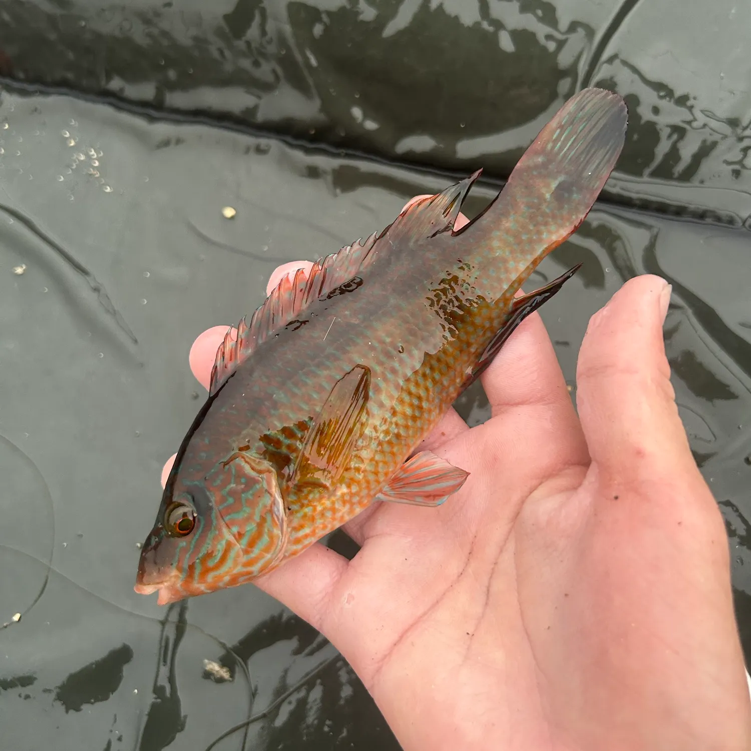 The most recent Rock cook catches on Fishbrain