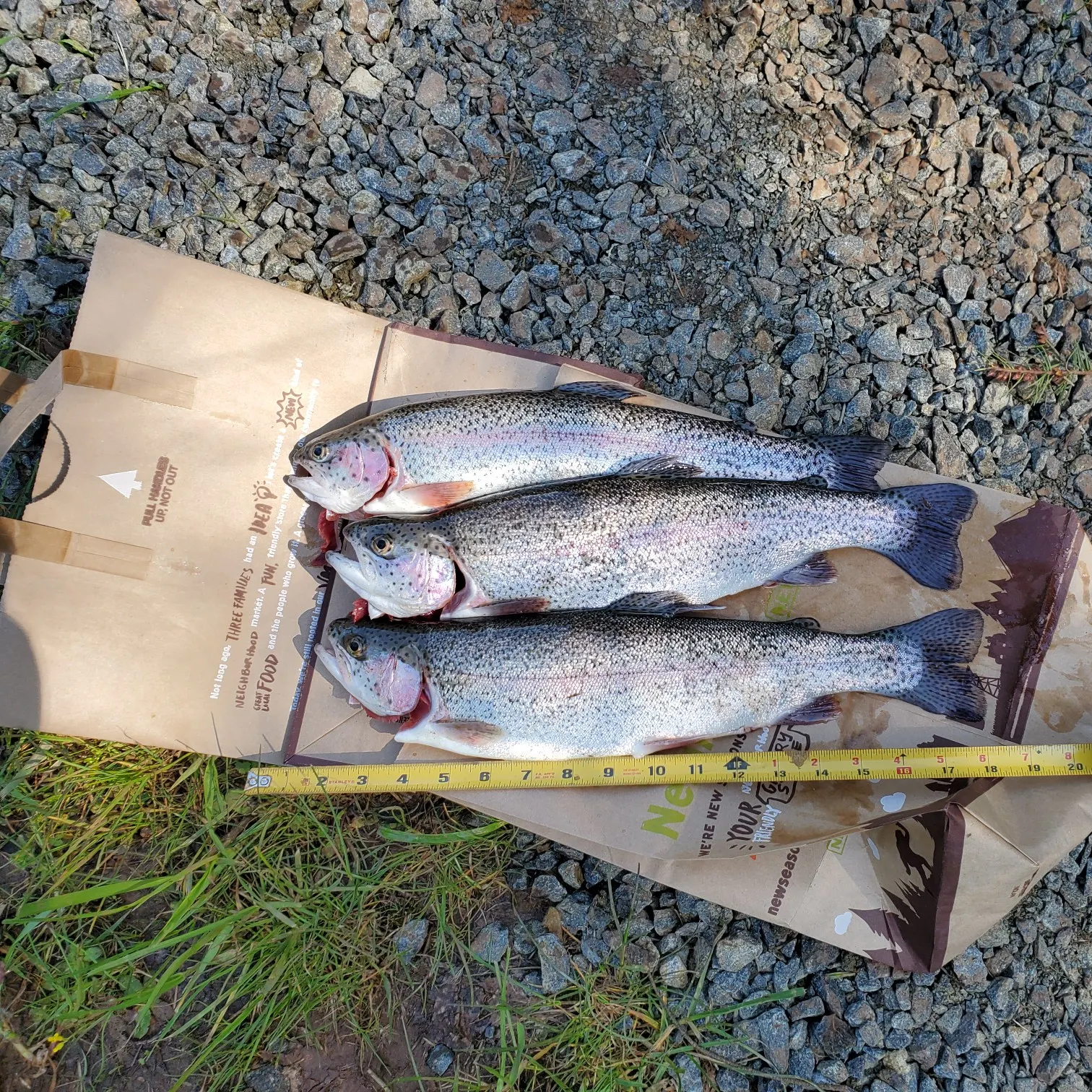 recently logged catches