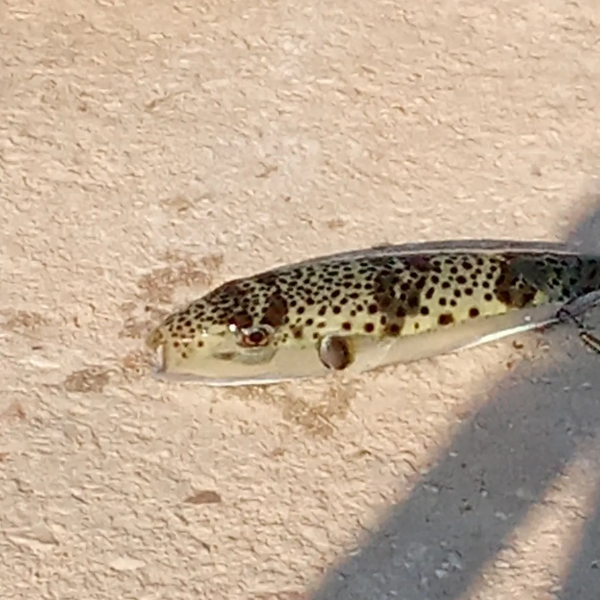Fish caught on Fishbrain