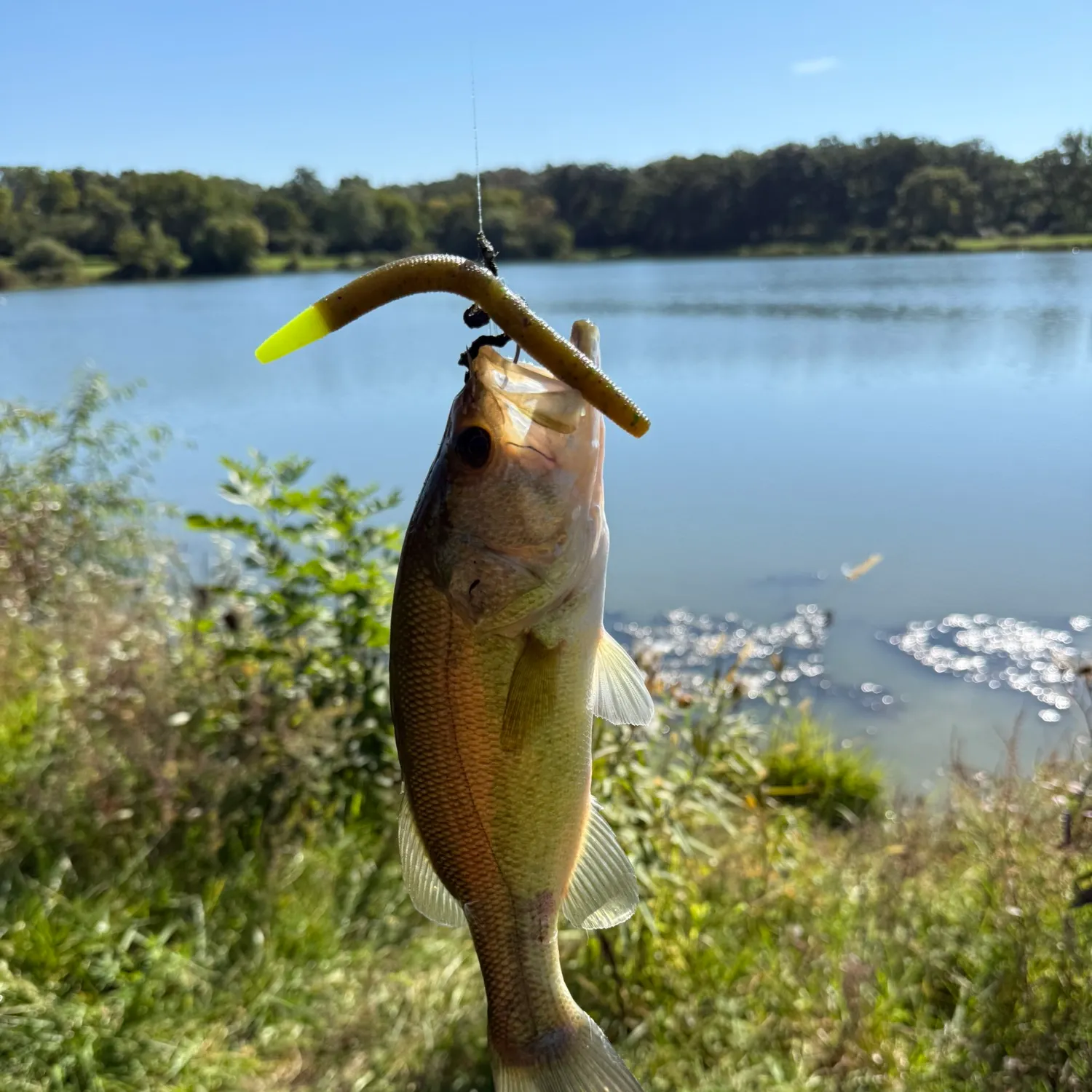 Largemouth bass caught on Fishbrain