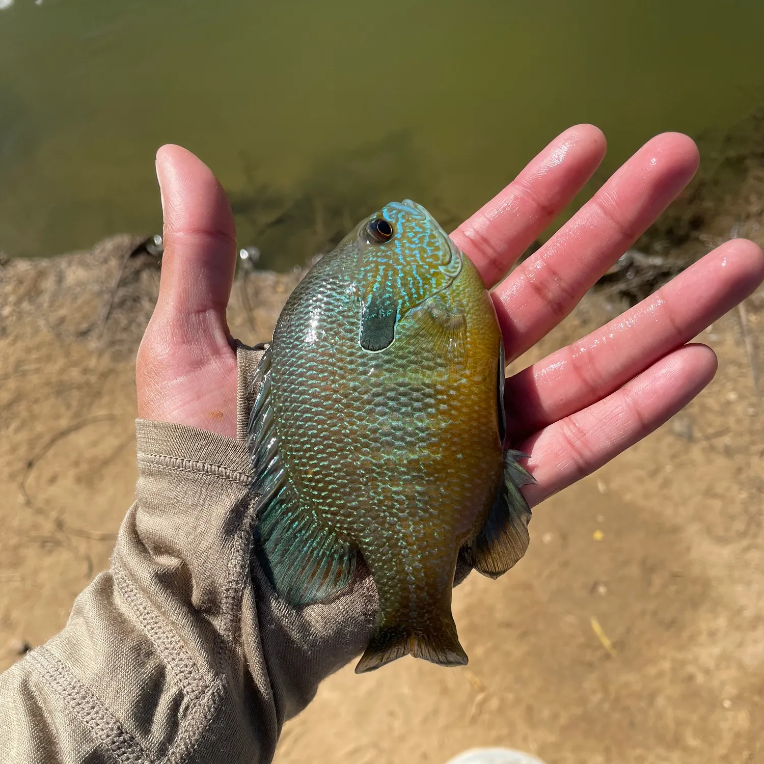 The most recent Wargill hybrid catches on Fishbrain