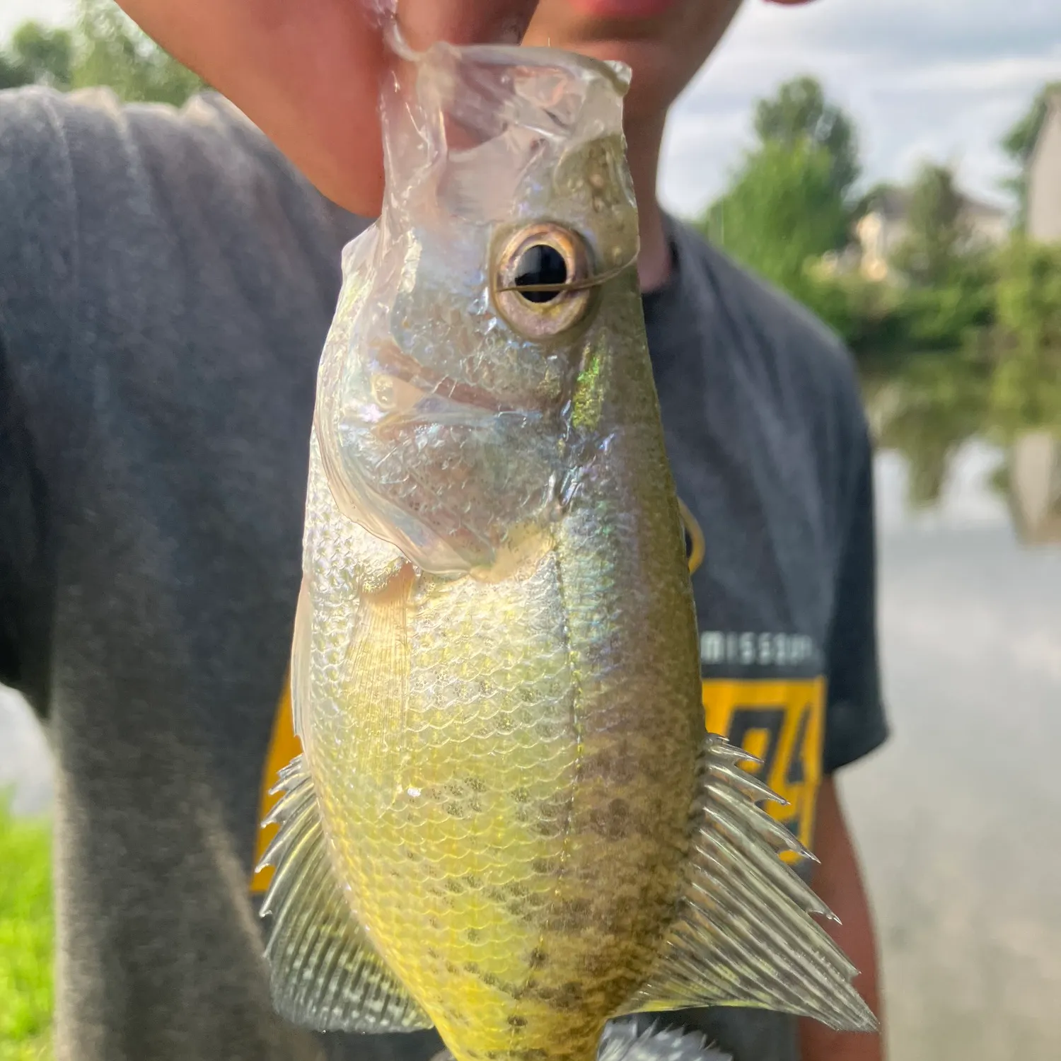 The most recent White crappie catches on Fishbrain