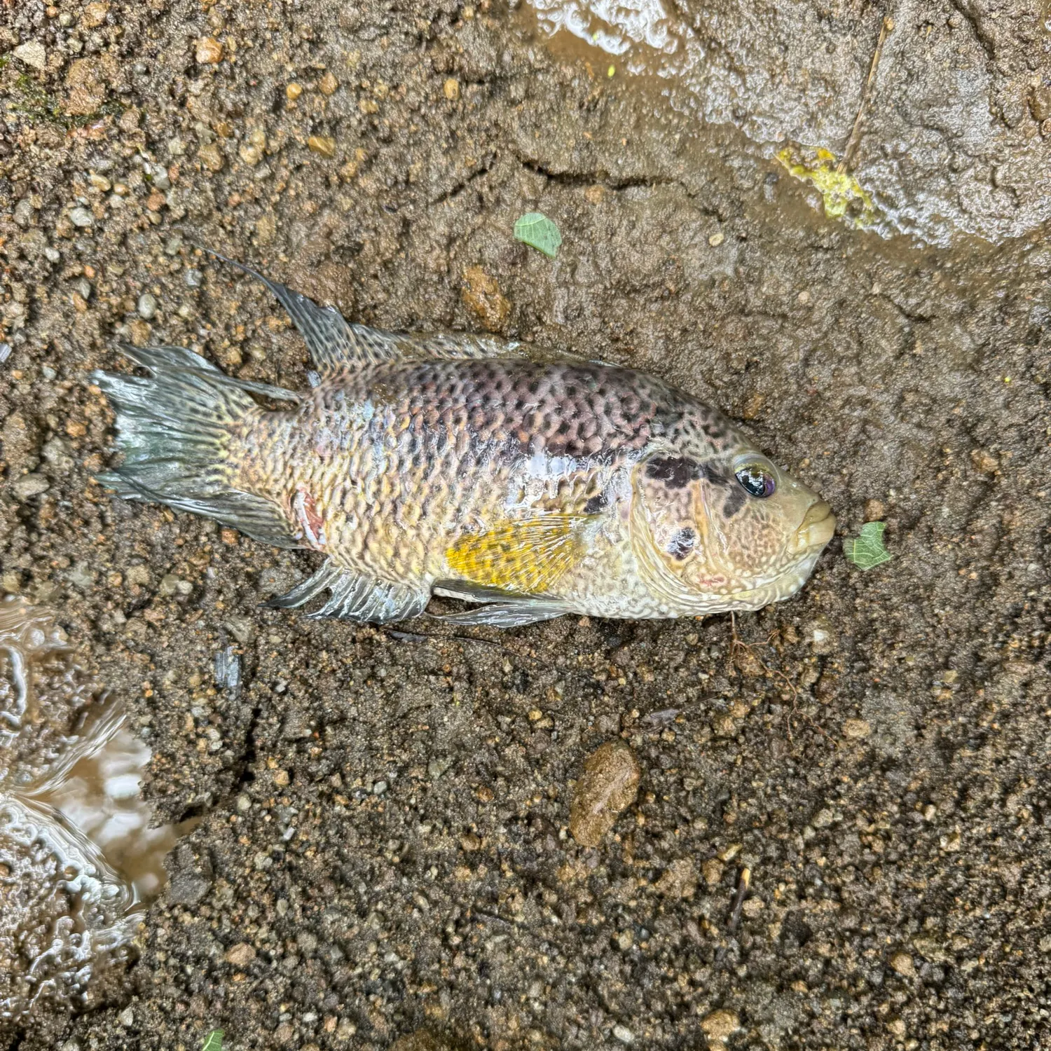 The most recent Wolf cichlid catches on Fishbrain