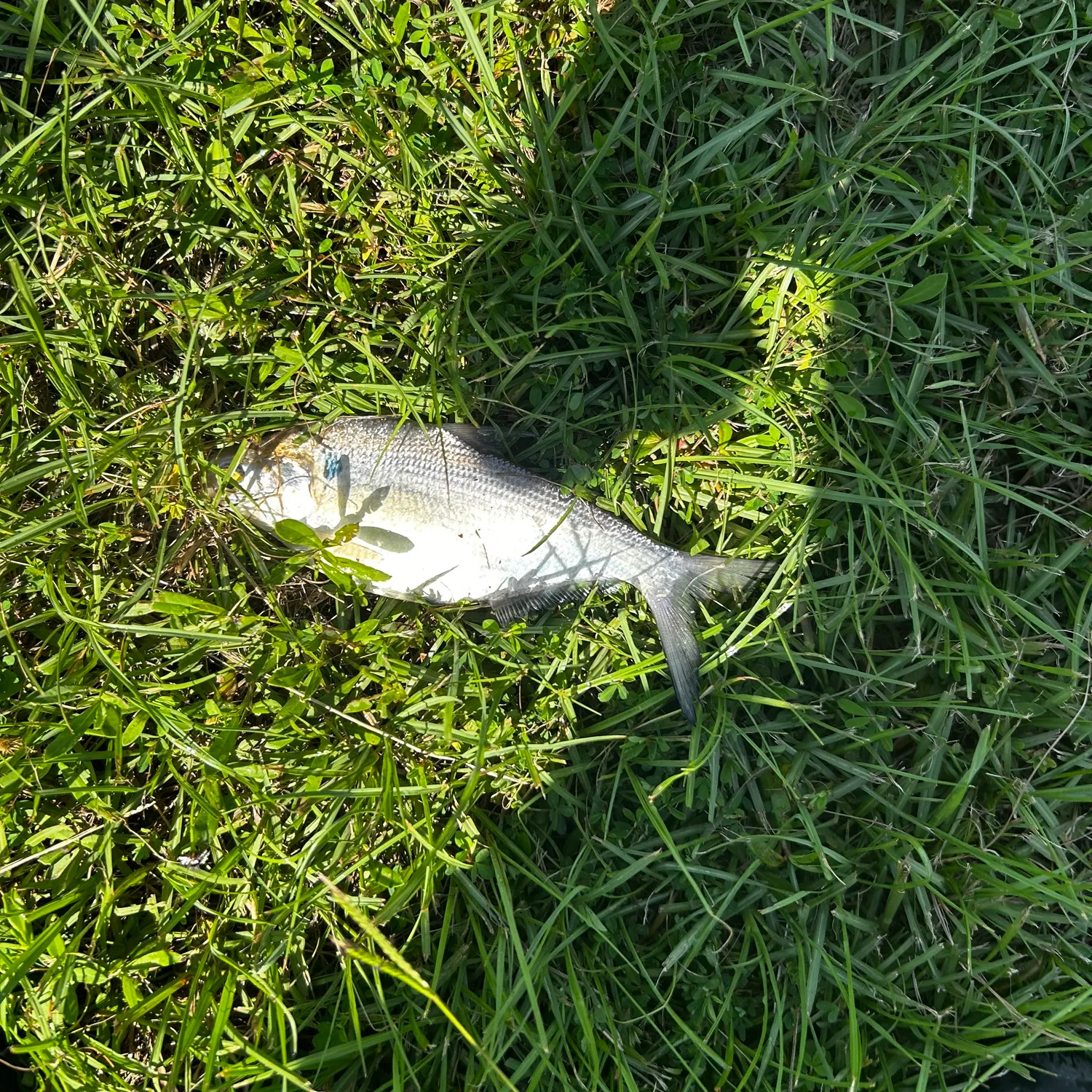 The most recent American gizzard shad catches on Fishbrain