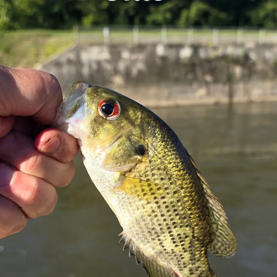 Rock bass caught on Fishbrain