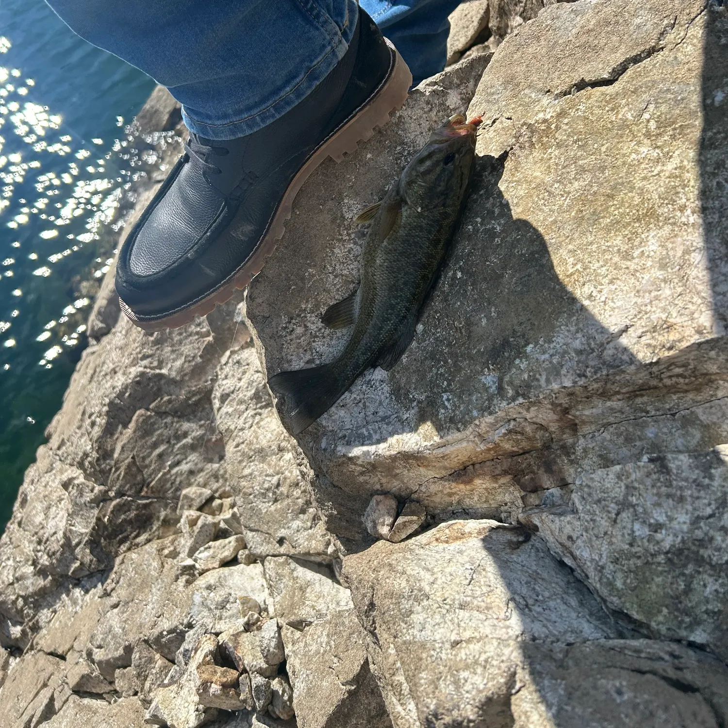 Smallmouth bass caught on Fishbrain