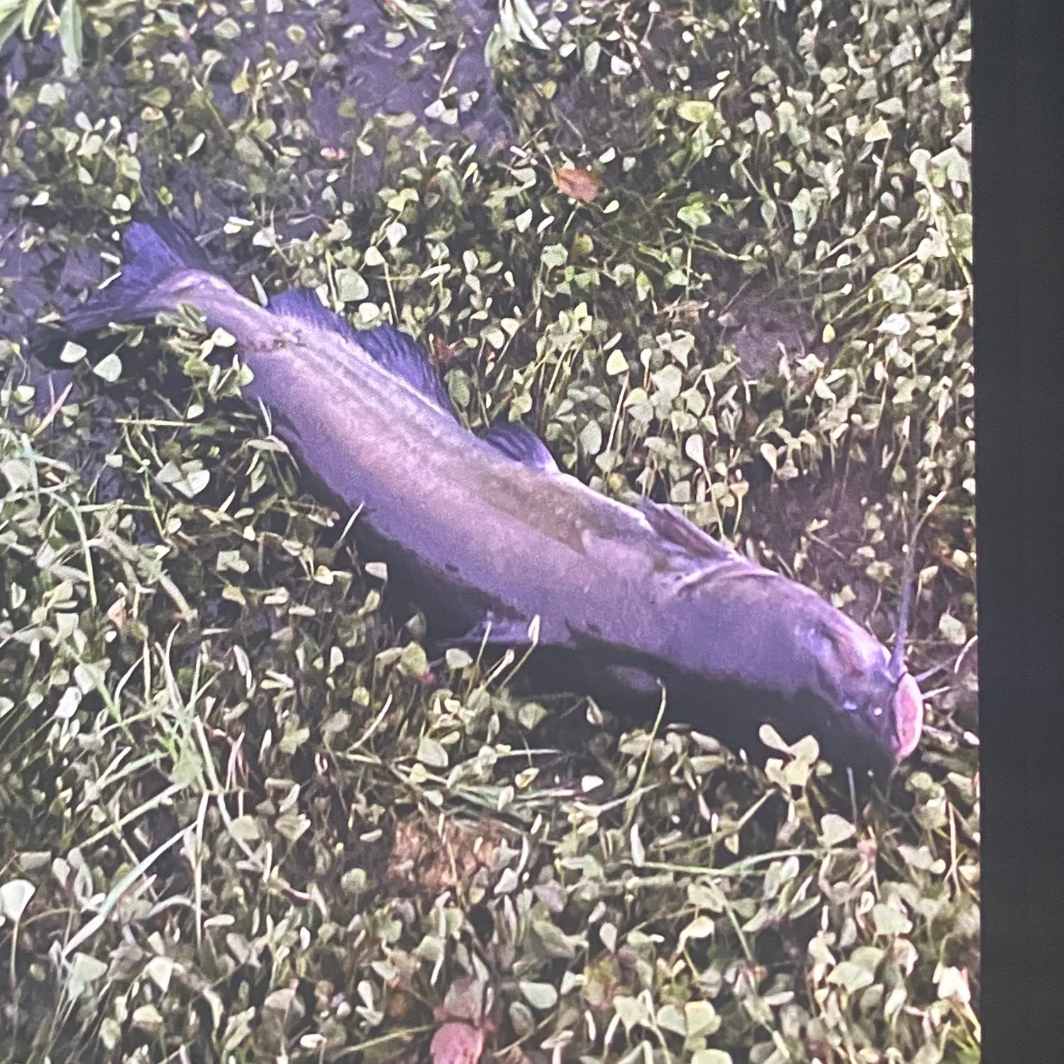 Channel catfish caught on Fishbrain