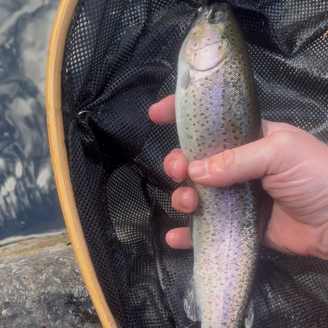 Rainbow trout caught on Fishbrain