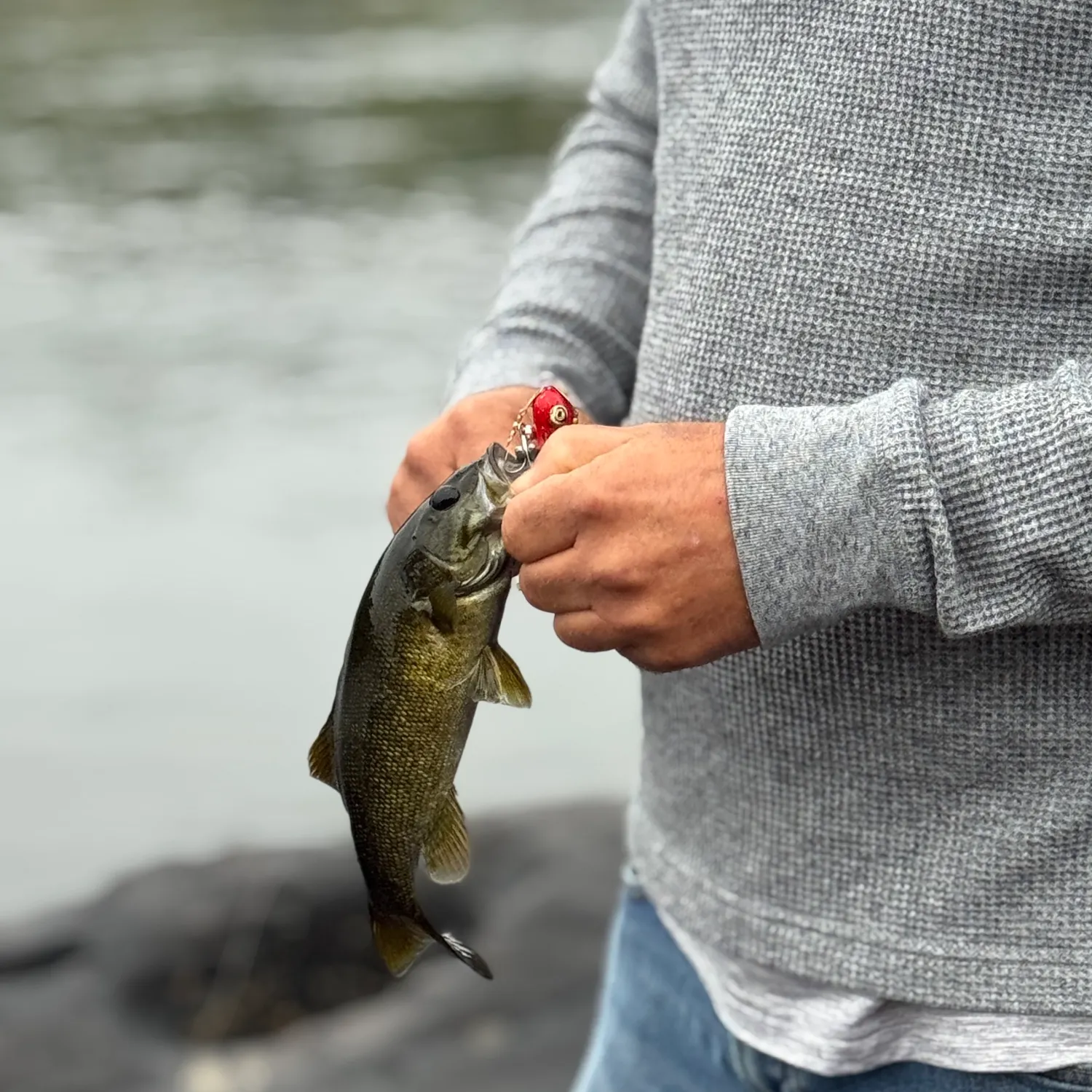 Smallmouth bass caught on Fishbrain