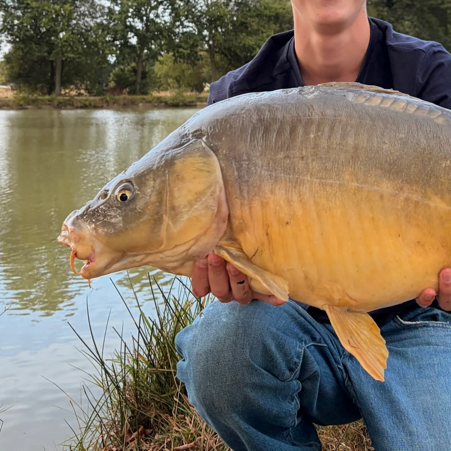 Leather carp caught on Fishbrain