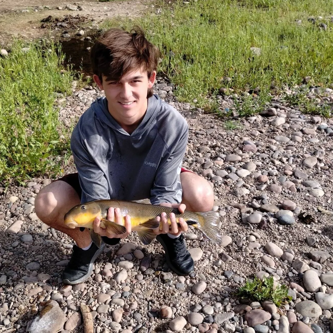 The most recent Sonora sucker catches on Fishbrain