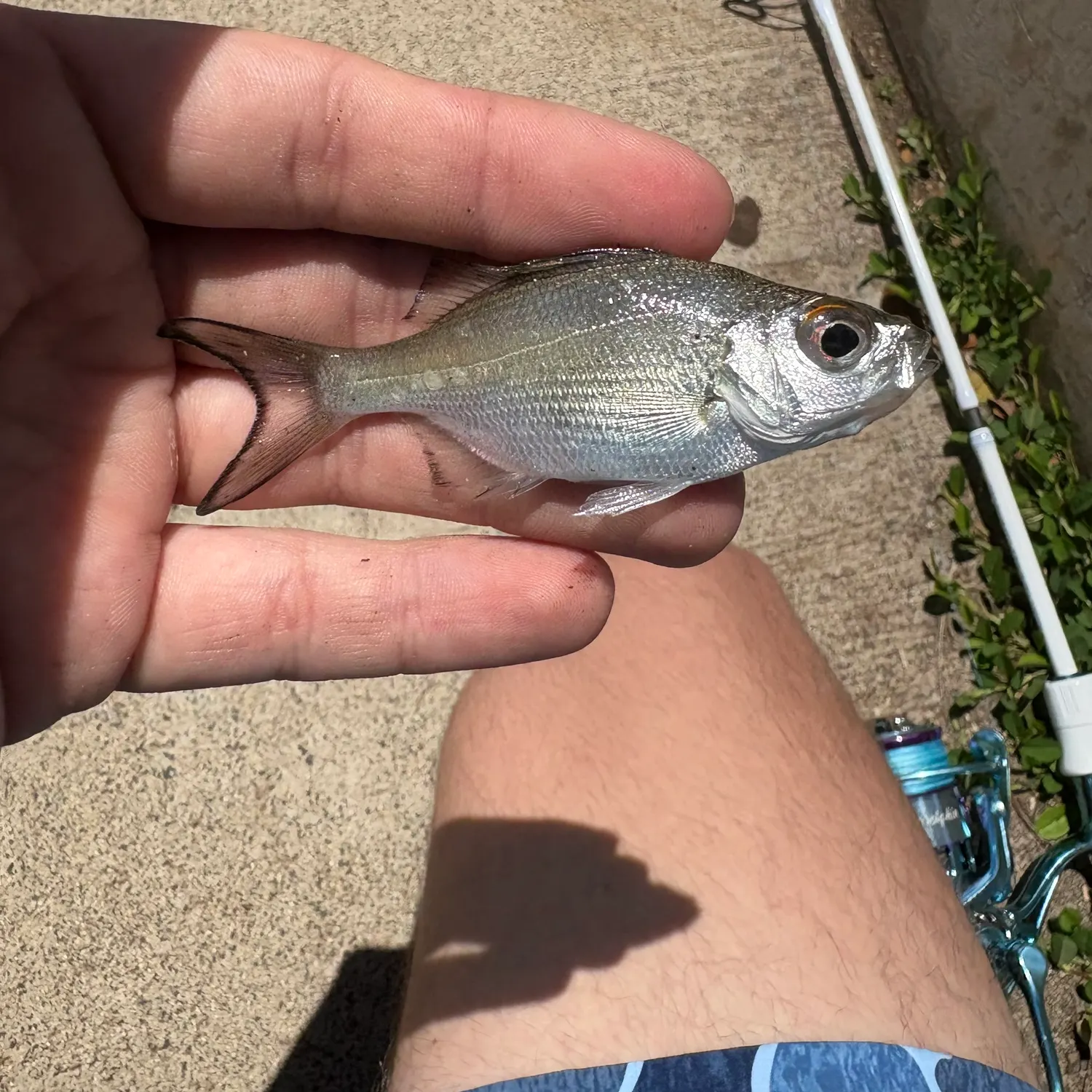 The most recent Hawaiian flagtail catches on Fishbrain