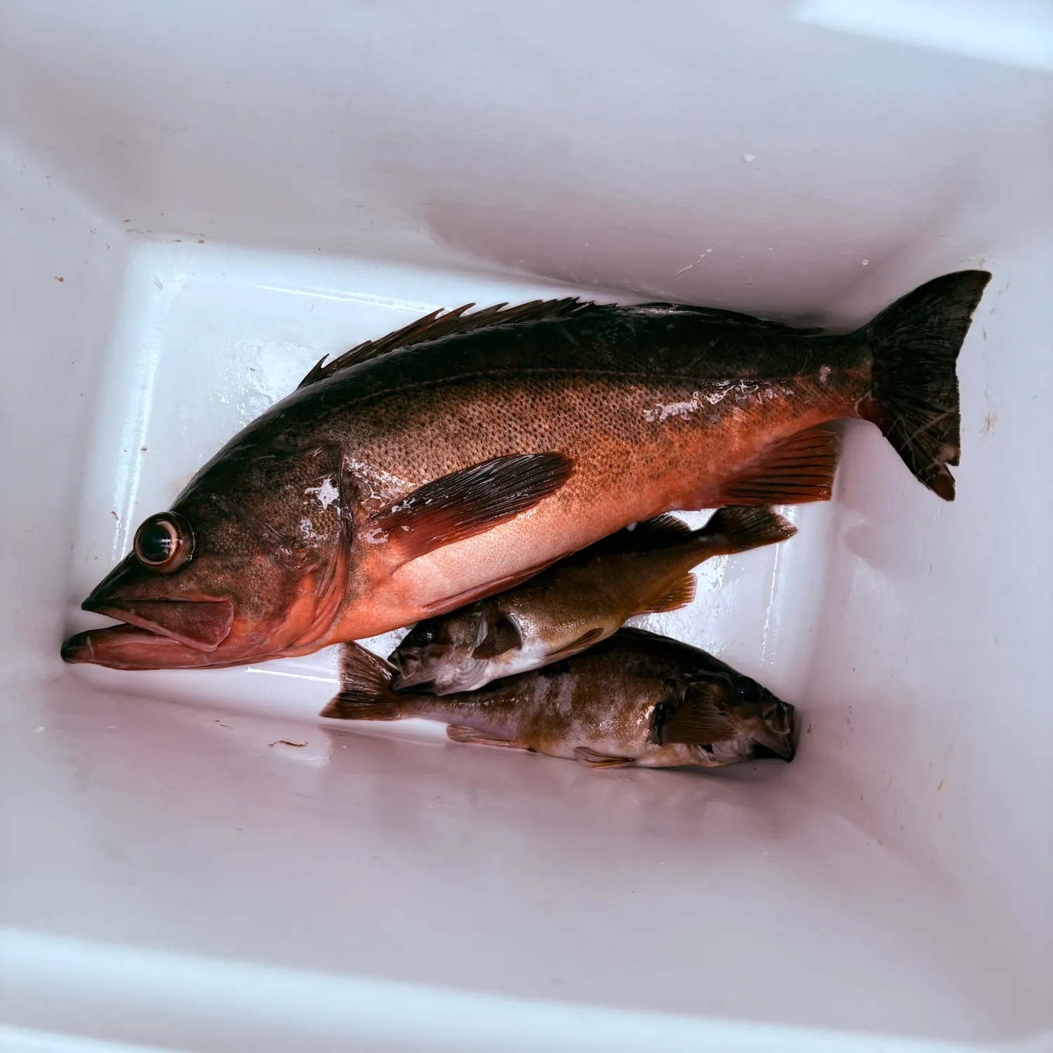 The most recent Redstripe rockfish catches on Fishbrain