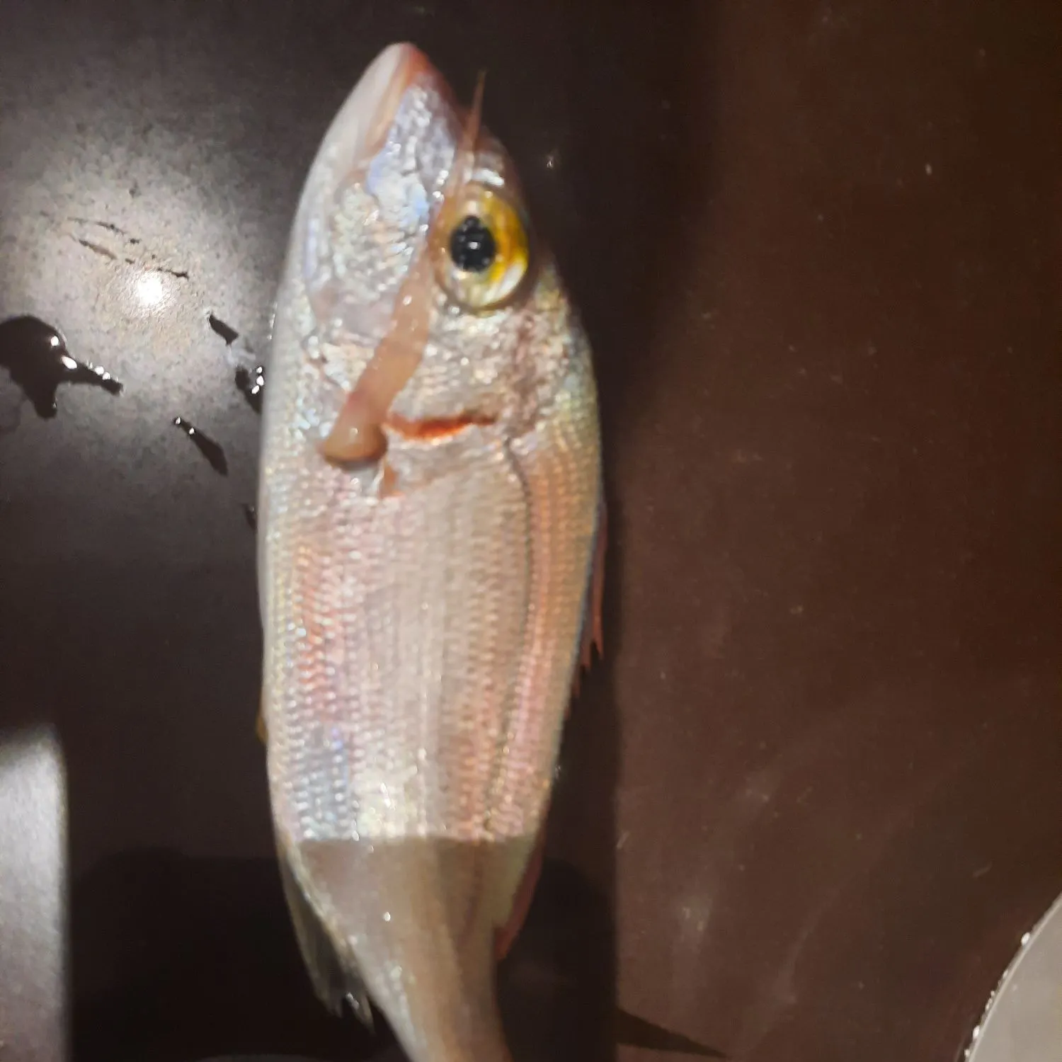 The most recent Common pandora catches on Fishbrain