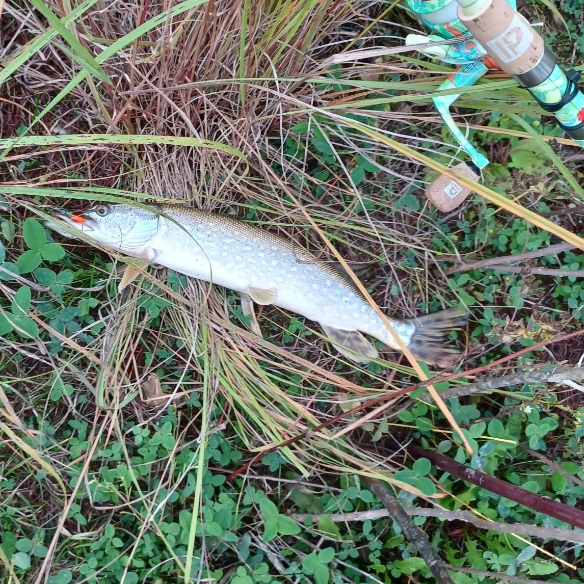 Northern pike caught on Fishbrain