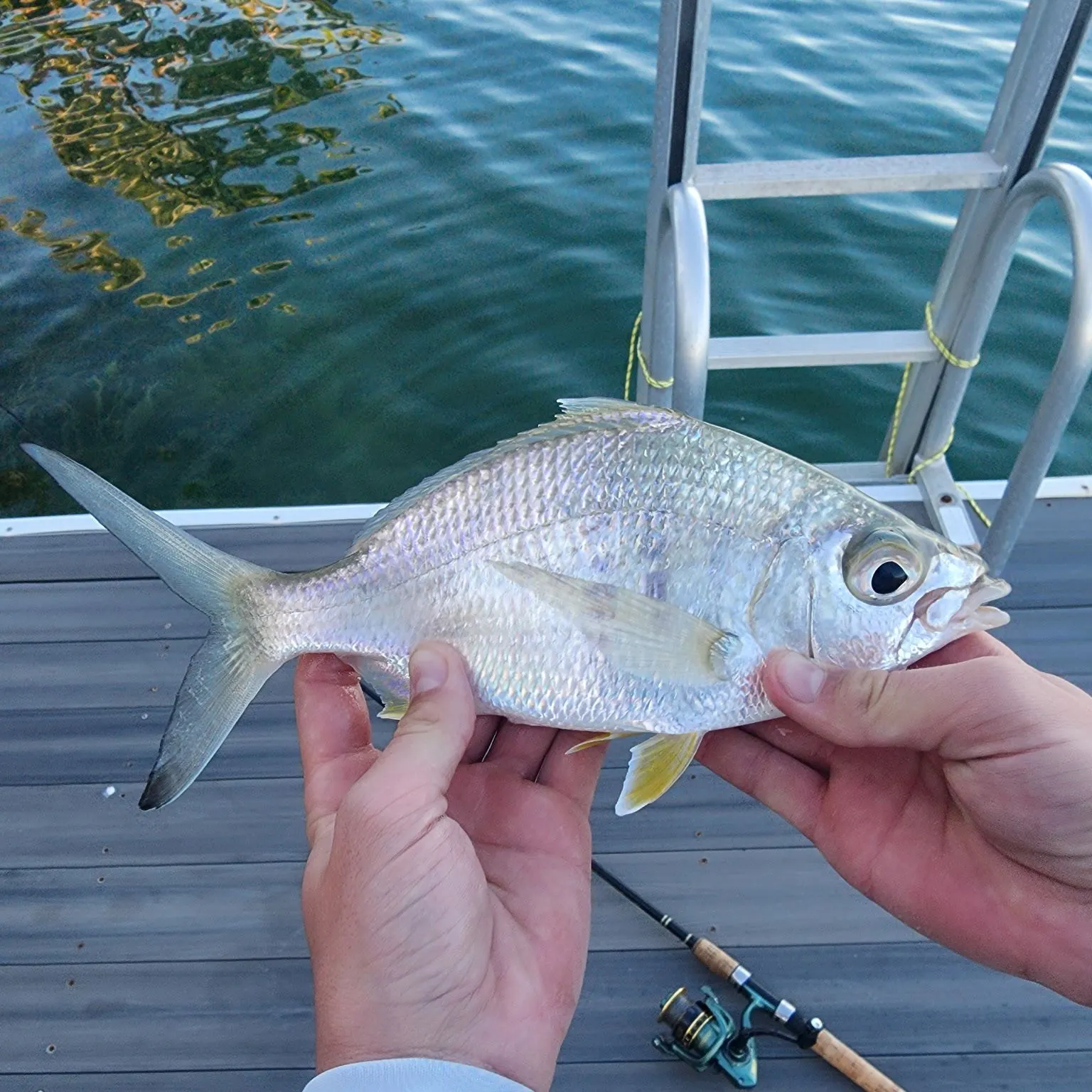 The most recent Yellowfin mojarra catches on Fishbrain